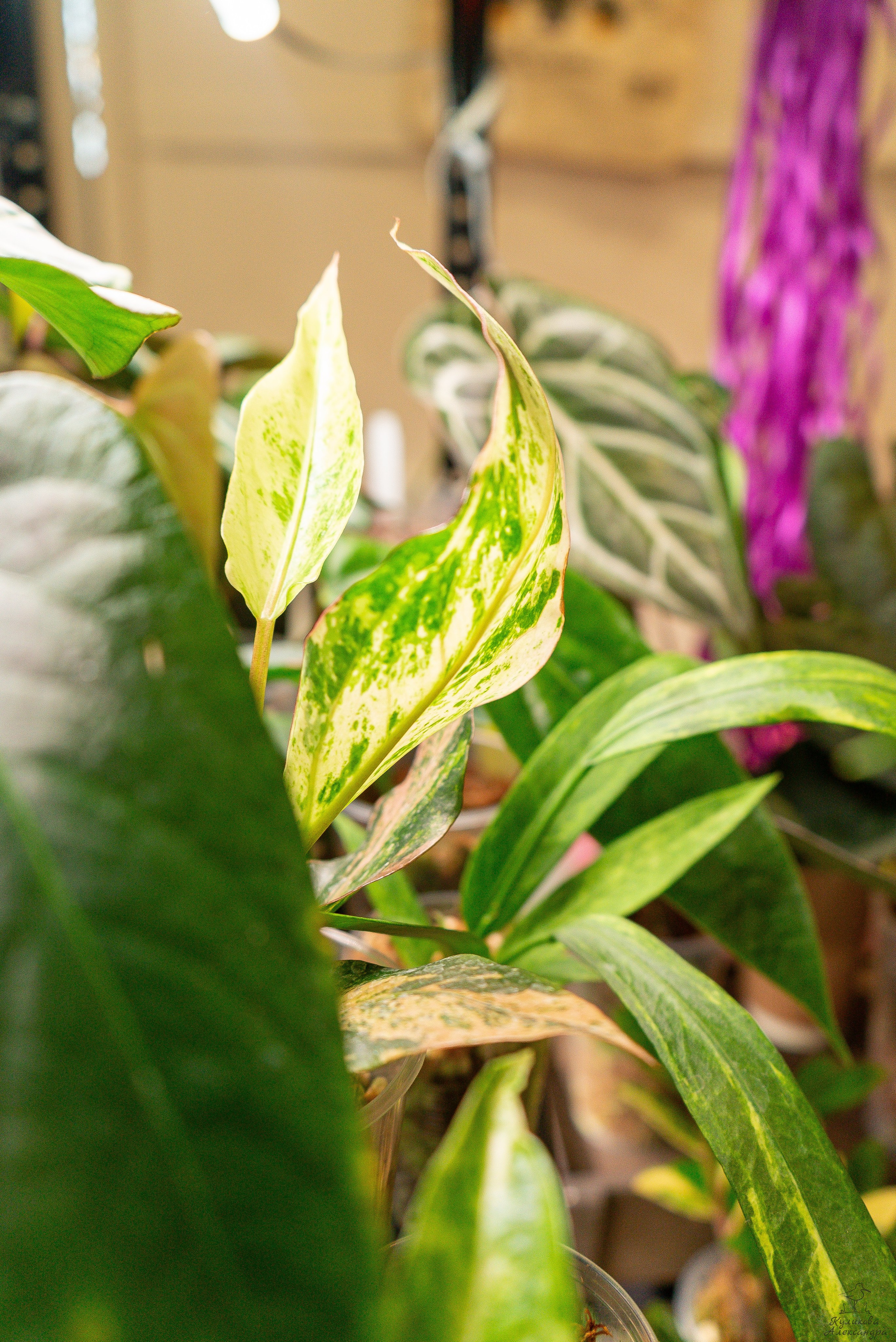 Гроубокс Артплей апрель. Александра Куликова фотограф, Москва