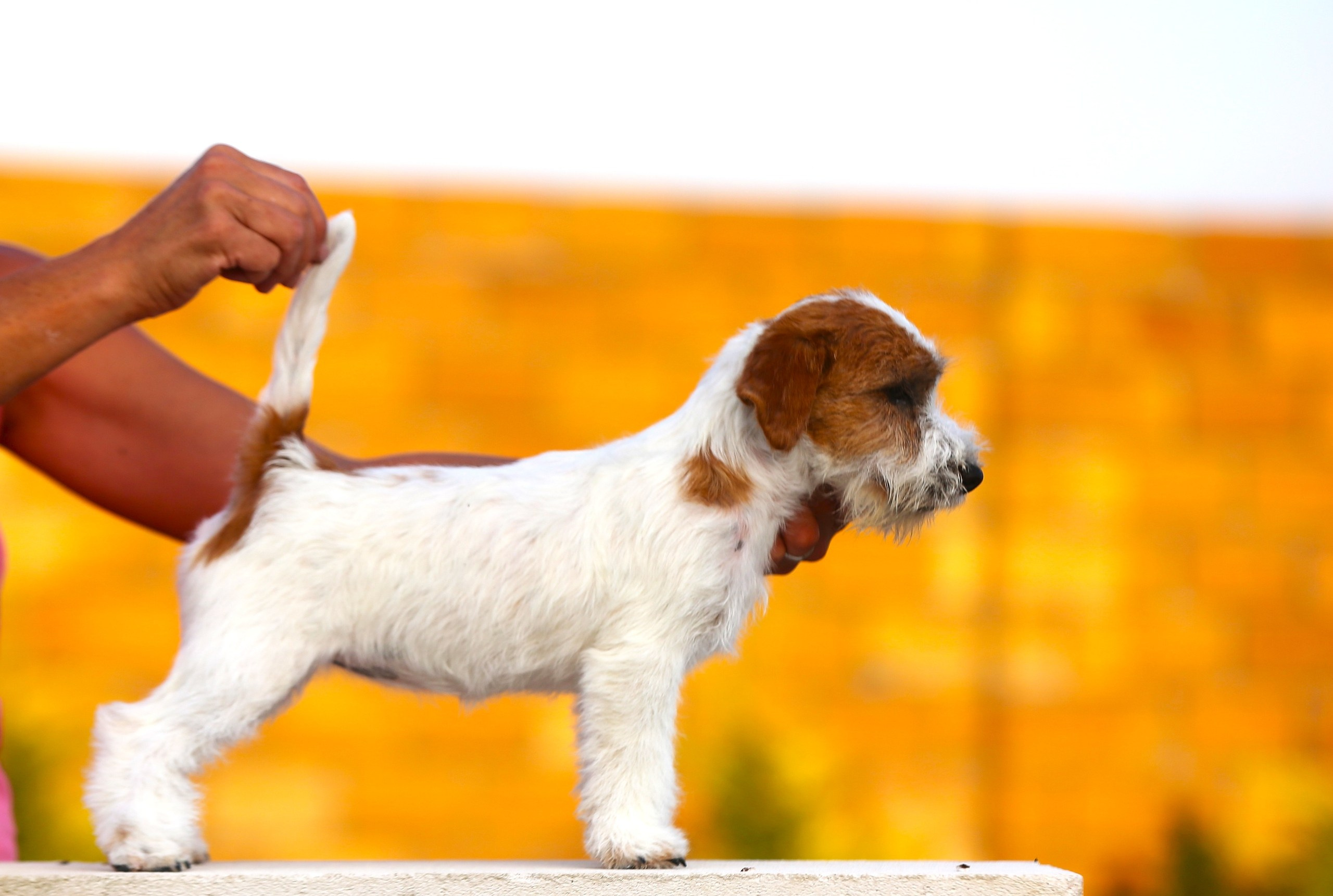 LOVELY ORANGE PICABU. Lovely-Orange питомник джек рассел терьеров