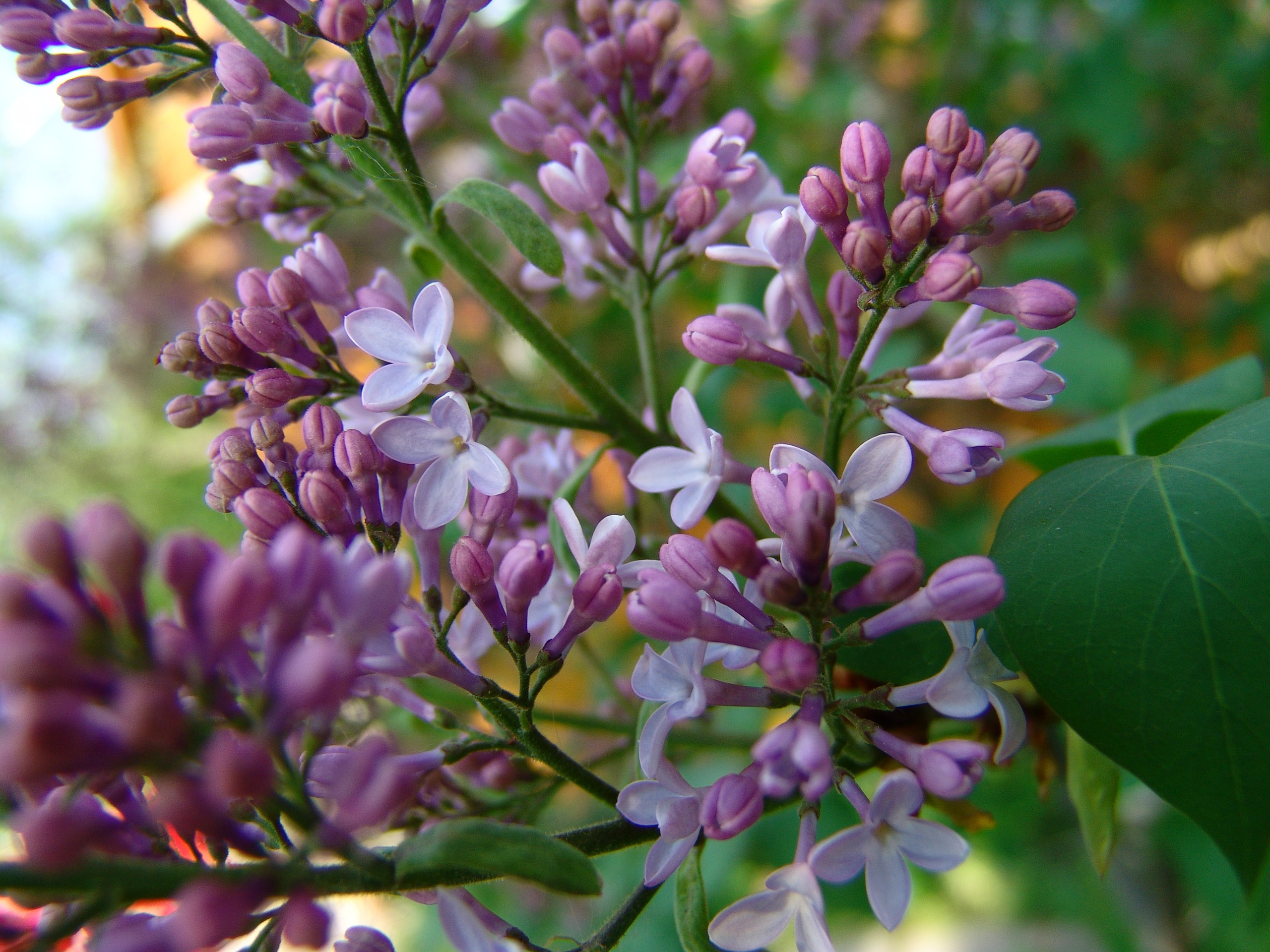 Приезд КС 2005. Заставка