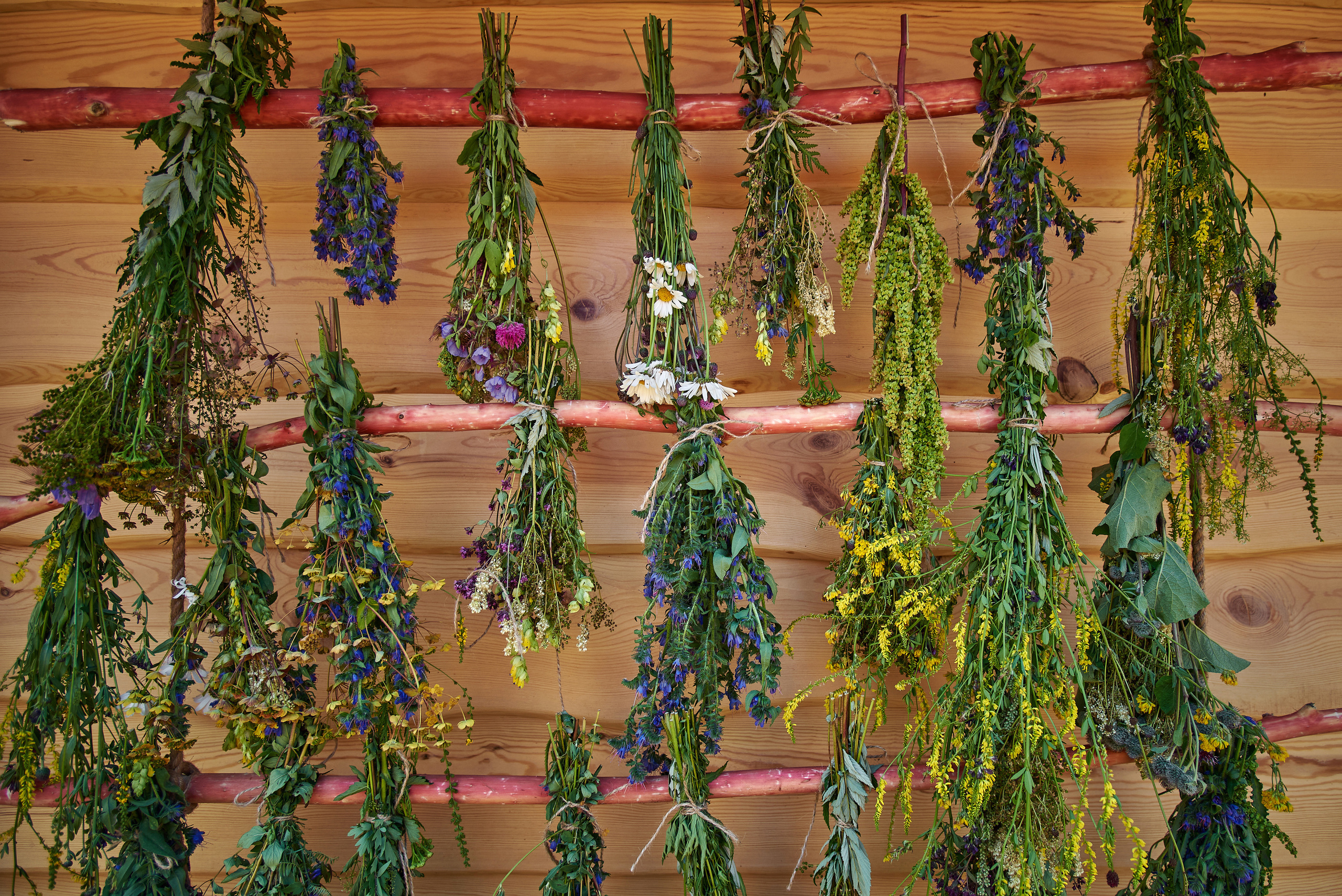 Маральник Altai Dream. Лето. Фотограф Опыт Качество Скорость Горный Алтай Барнаул