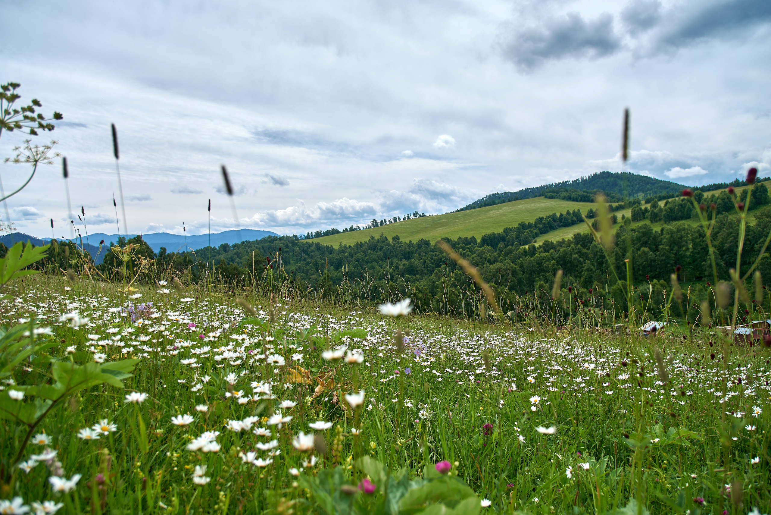 Маральник Altai Dream. Лето. Фотограф Опыт Качество Скорость Горный Алтай Барнаул