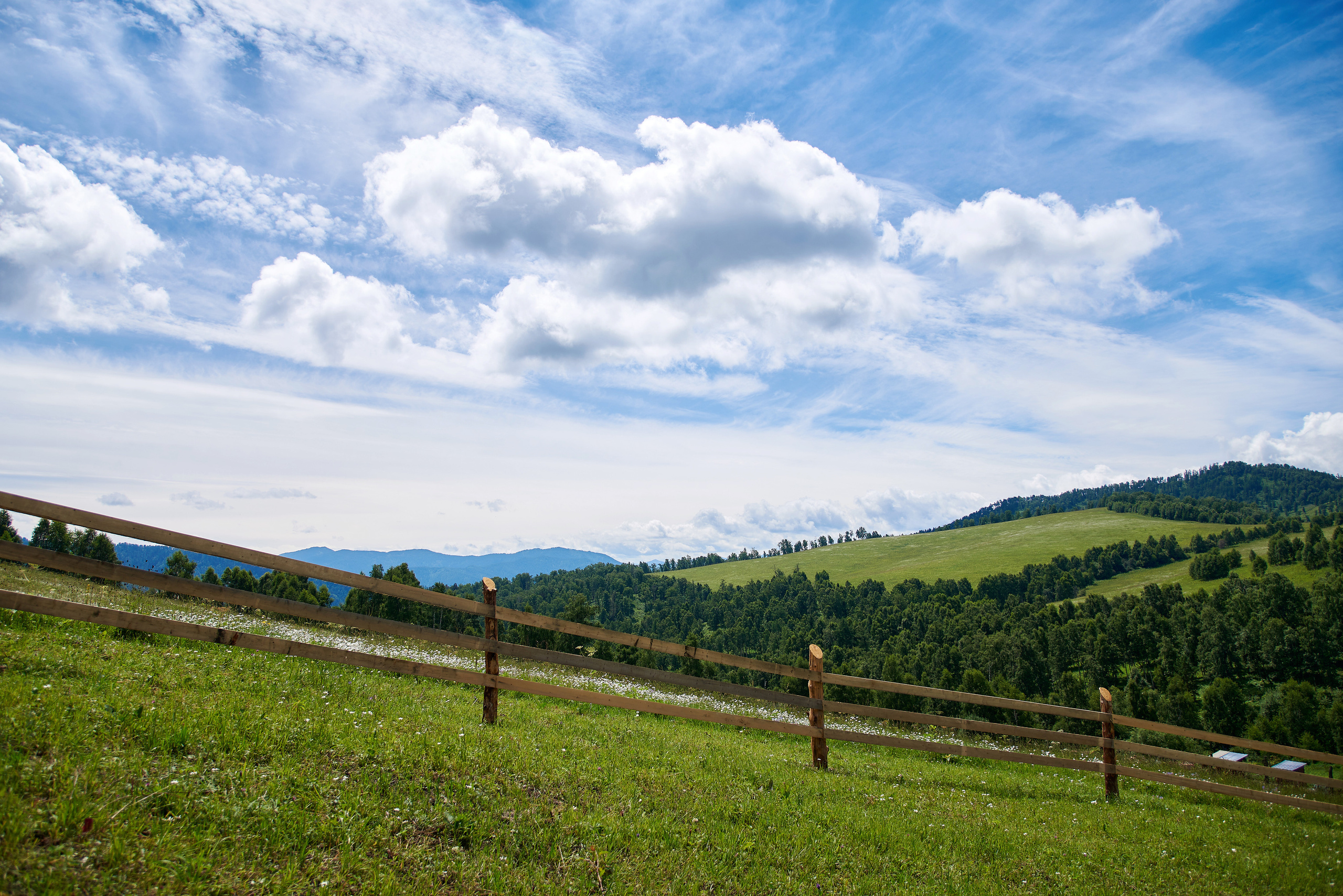 Маральник Altai Dream. Лето. Фотограф Опыт Качество Скорость Горный Алтай Барнаул