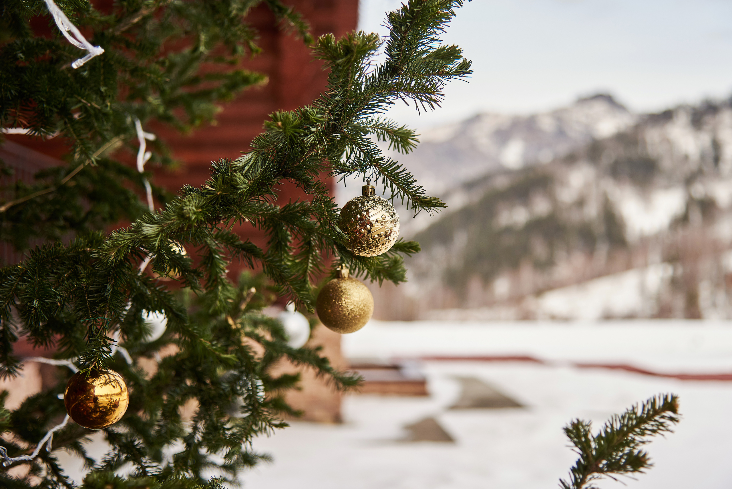 Маральник Altai Dream. Зима. Фотограф Опыт Качество Скорость Горный Алтай Барнаул