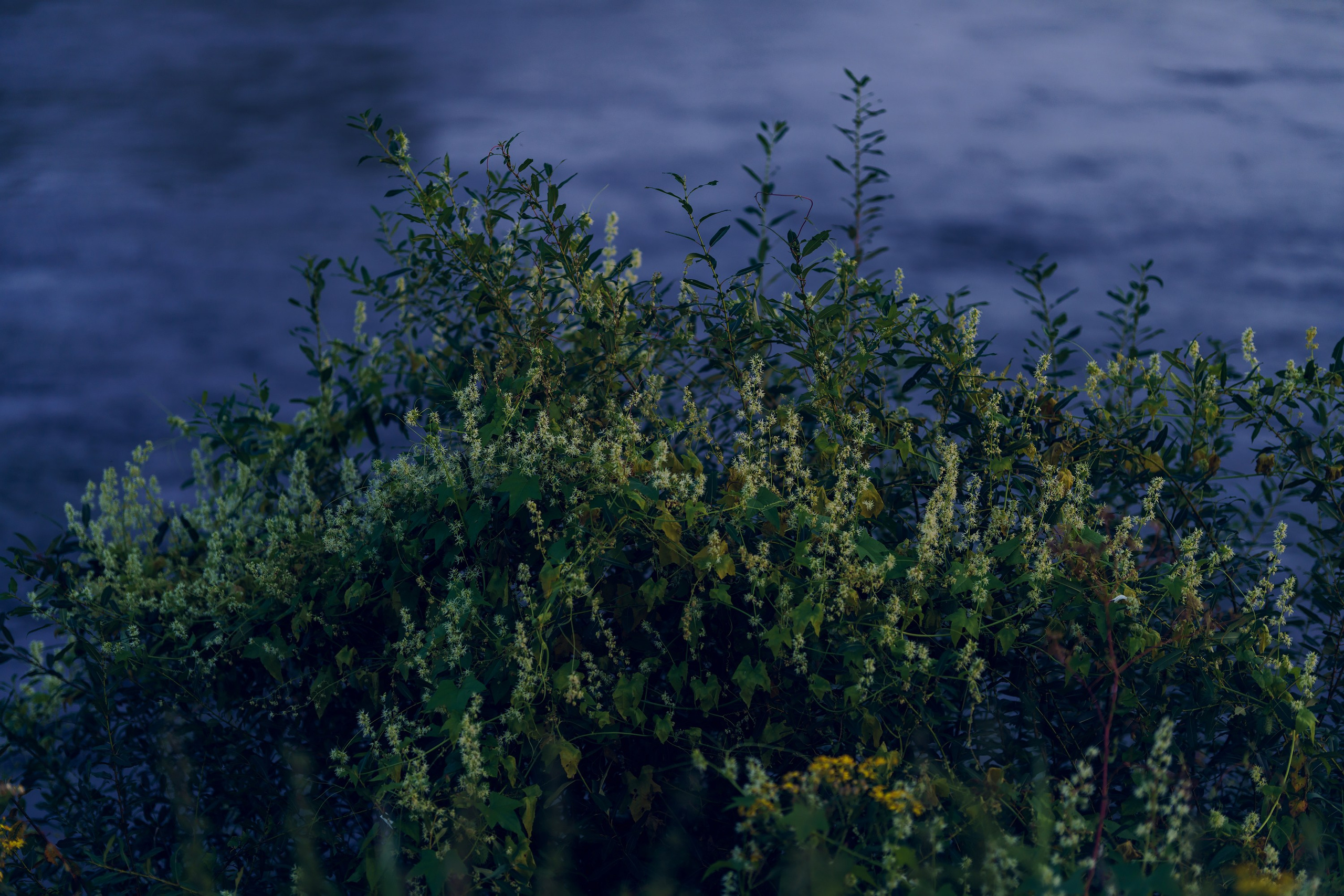 Фотографии Национальный парк Угра. Фотограф спортивные события, недвижимость, турбизнес