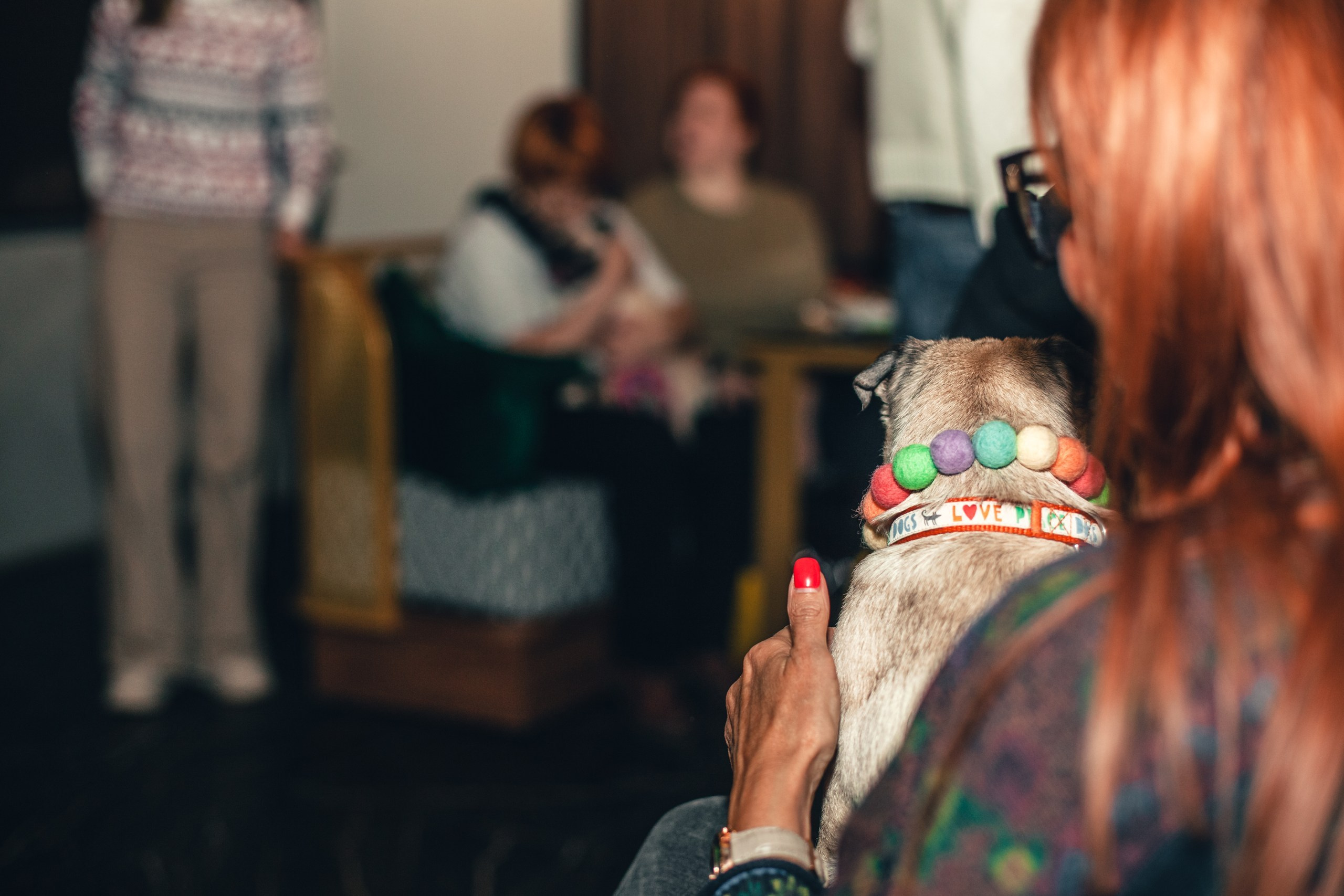 Мопсовстреча 02.12.2023. Фотограф-анималист Татьяна Степанова