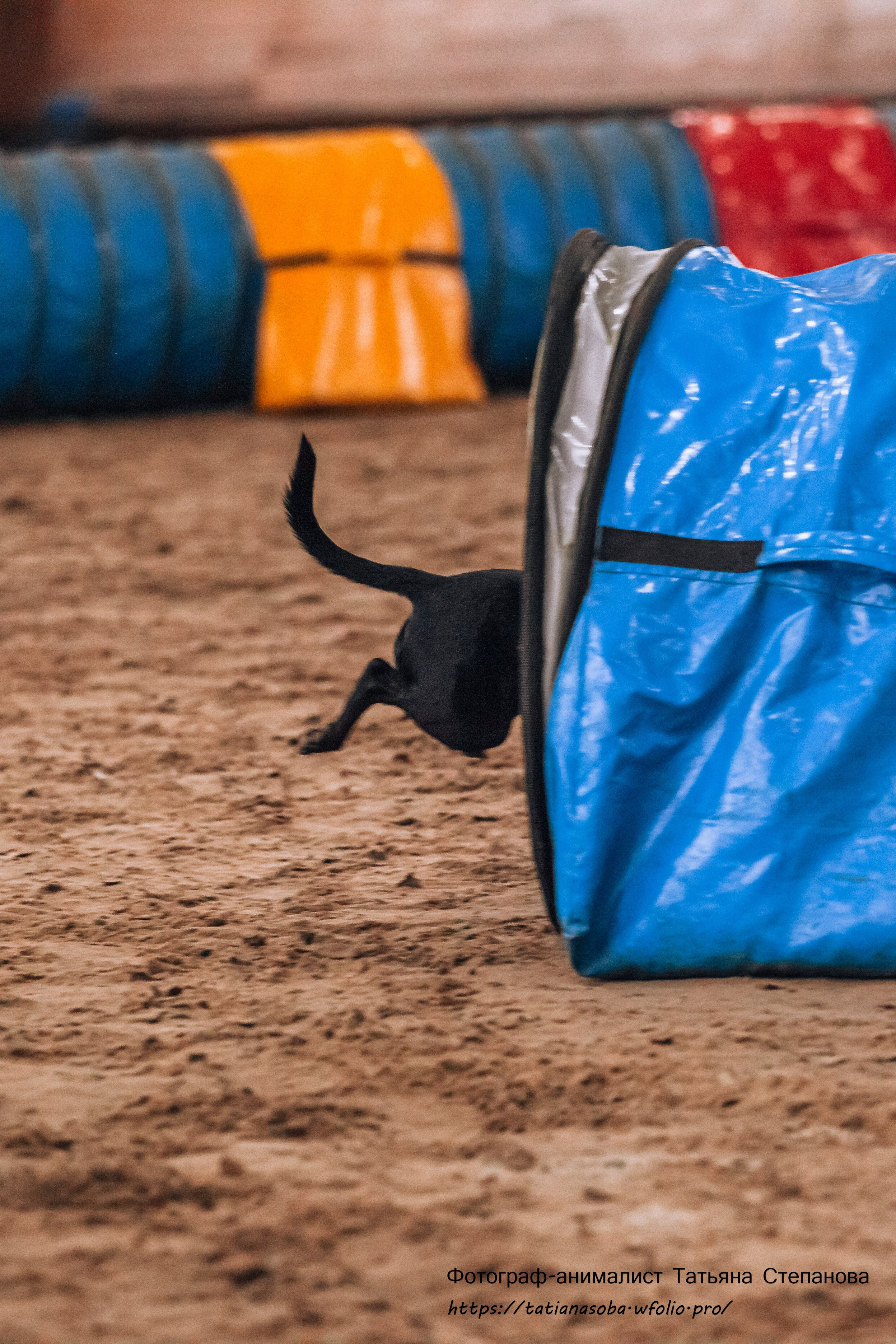 Соревнования по Аджилити 25.02.2024. Фотограф-анималист Татьяна Степанова