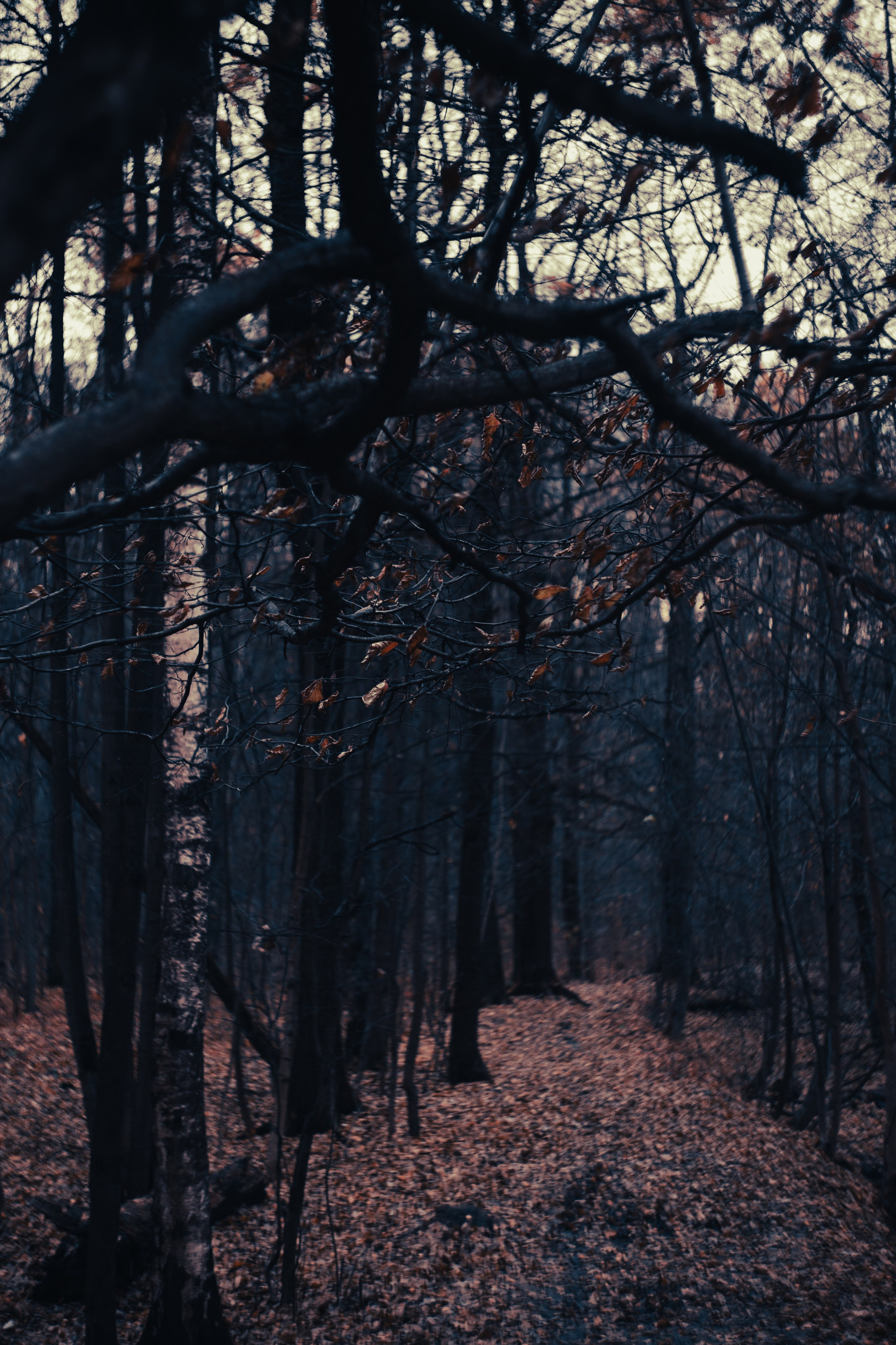 Ноябрь 2023. Efremovaphoto.ru