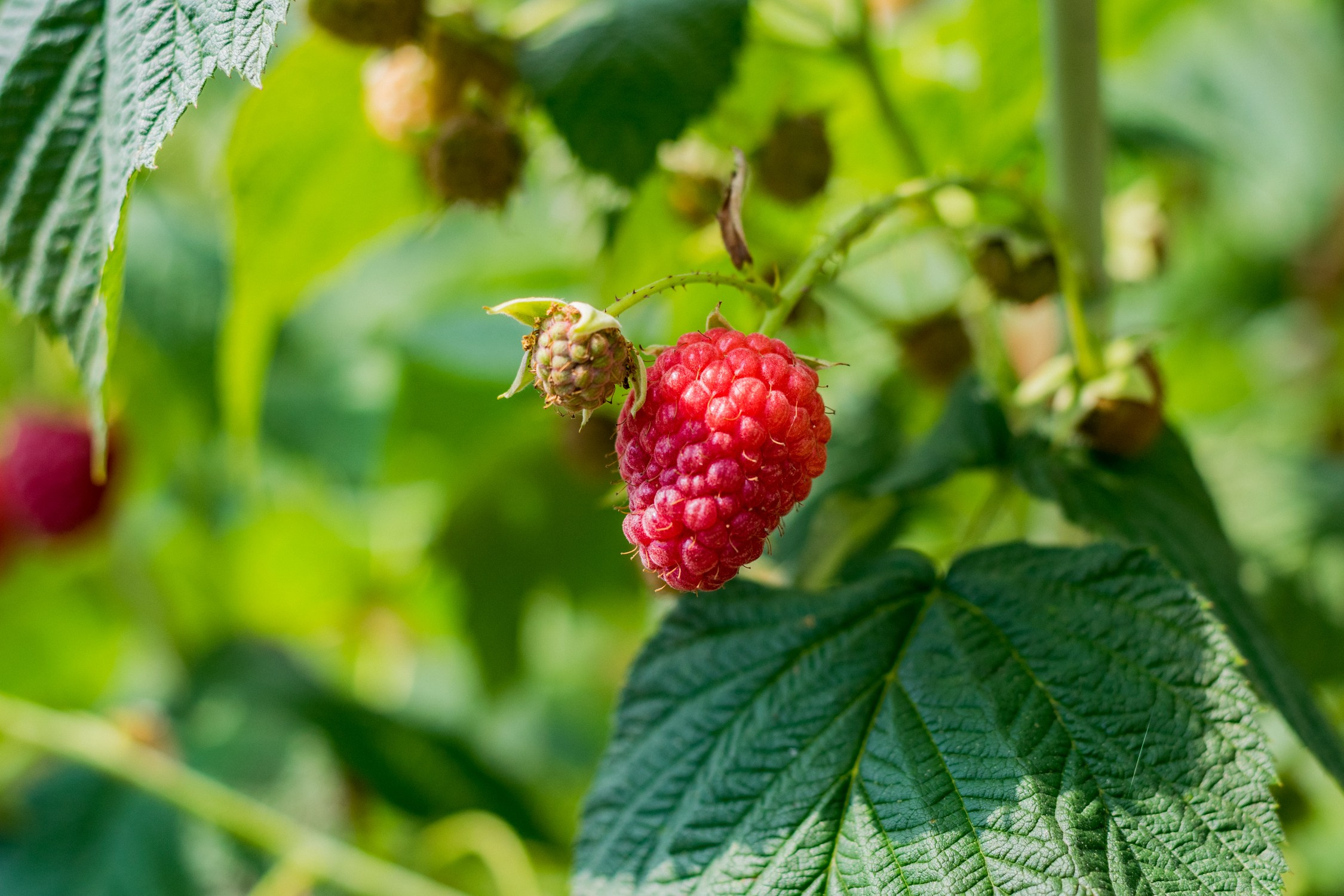 Антон Курдюмов фотограф в Хабаровске Рина Курдюмова фото27 foto27 Антон Дорофеев репортажный репортаж документалист Тони и Рина фотосоздатели Виноградники Хехцир 2024 Хабаровск виноград дикий фермер фермерство дачный сезон
