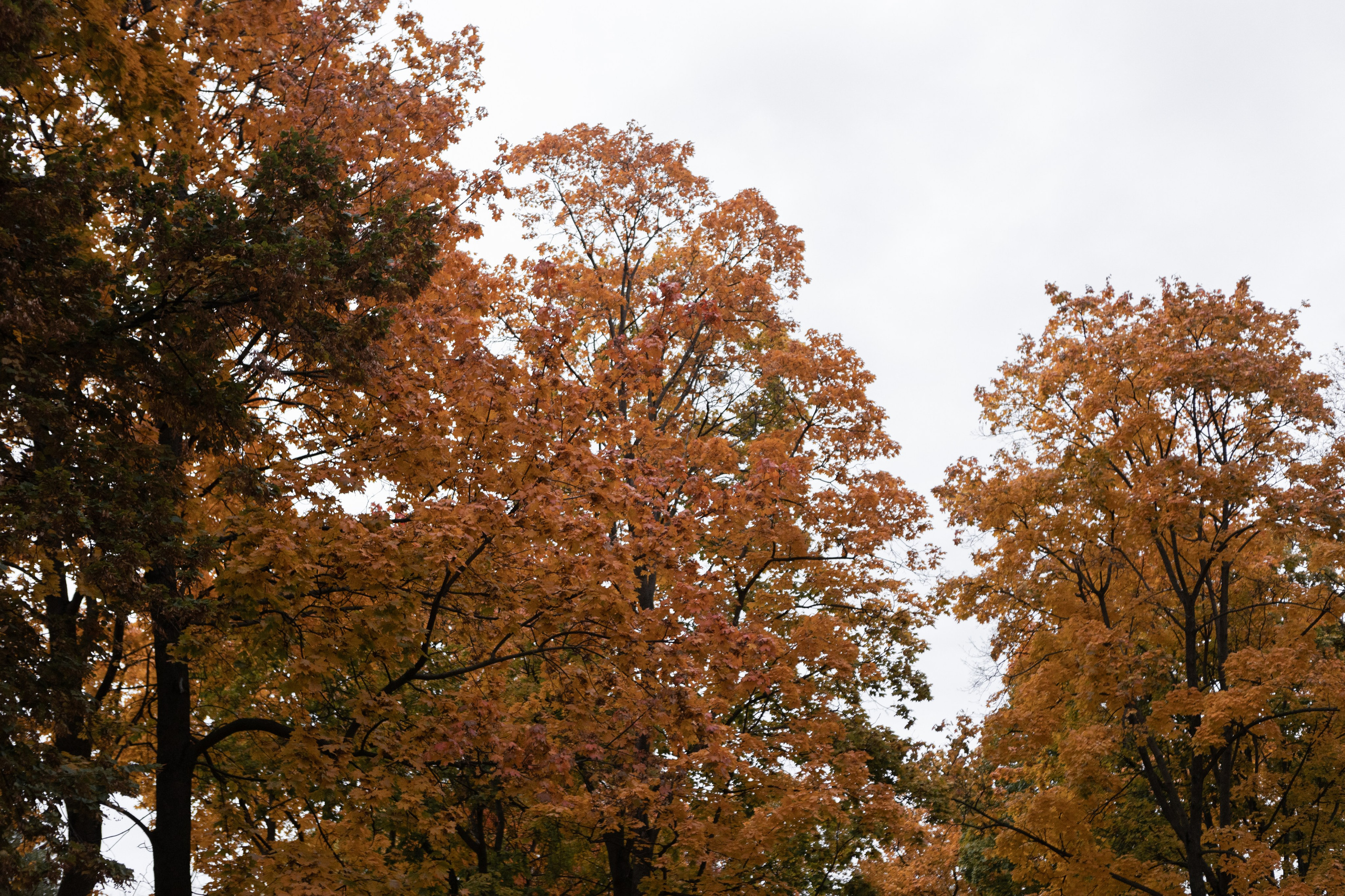 Влад и Ира. Свадебный фотограф в Воронеже Вероника Богай