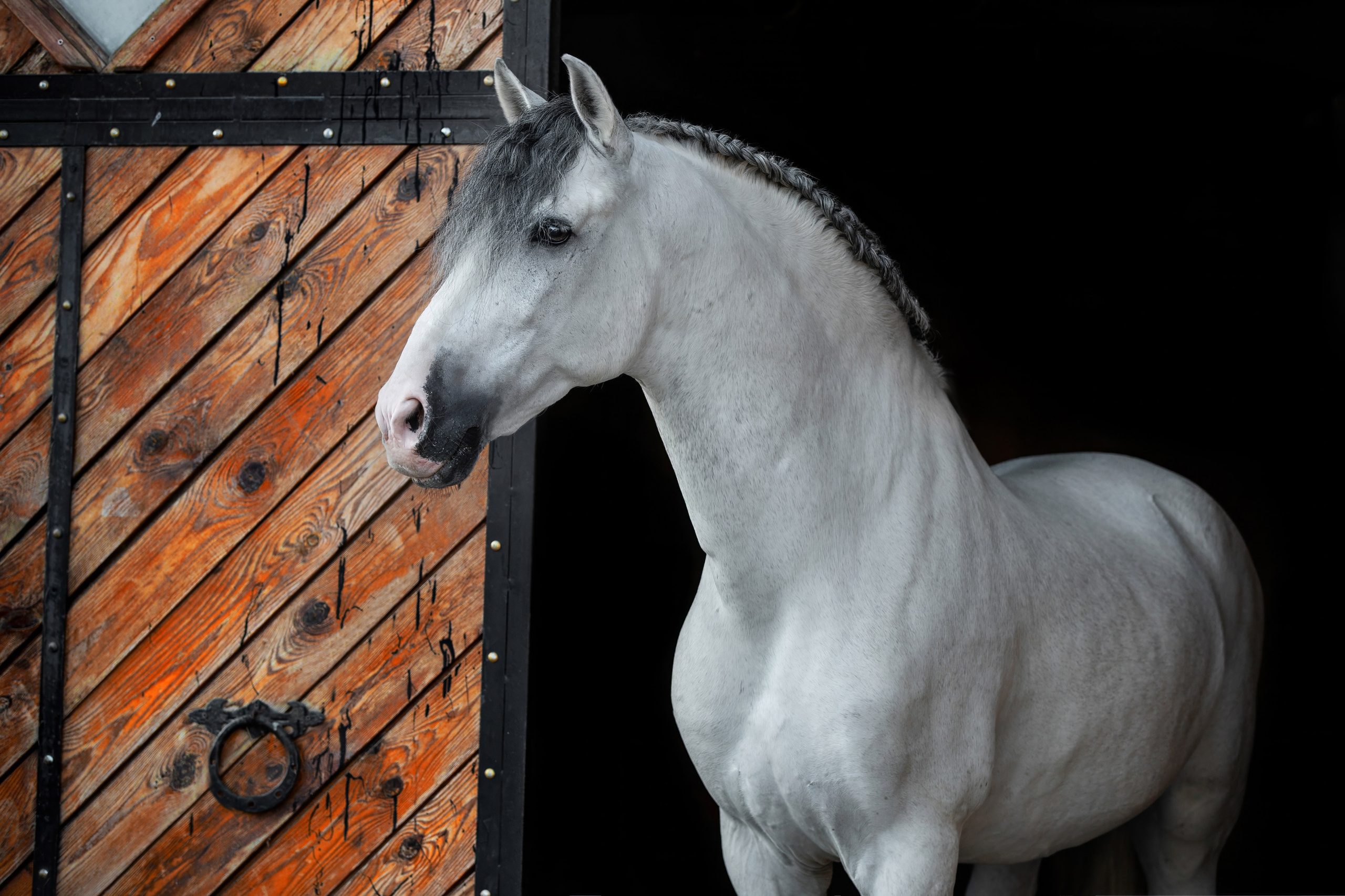 На черном фоне. Фотограф-анималист Ксендзова Кристина