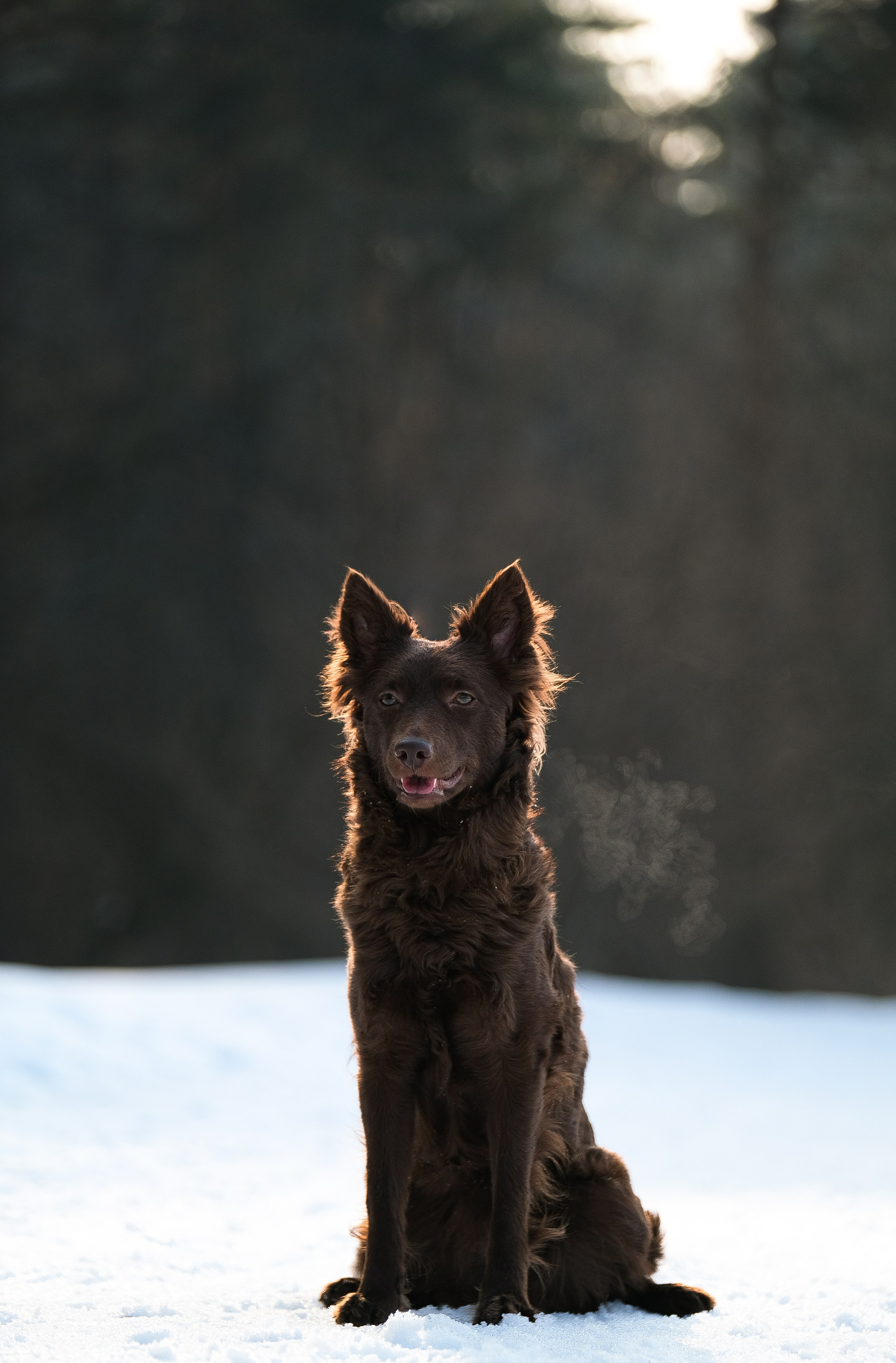 Фотограф и видеограф анималист Аганина Дарья