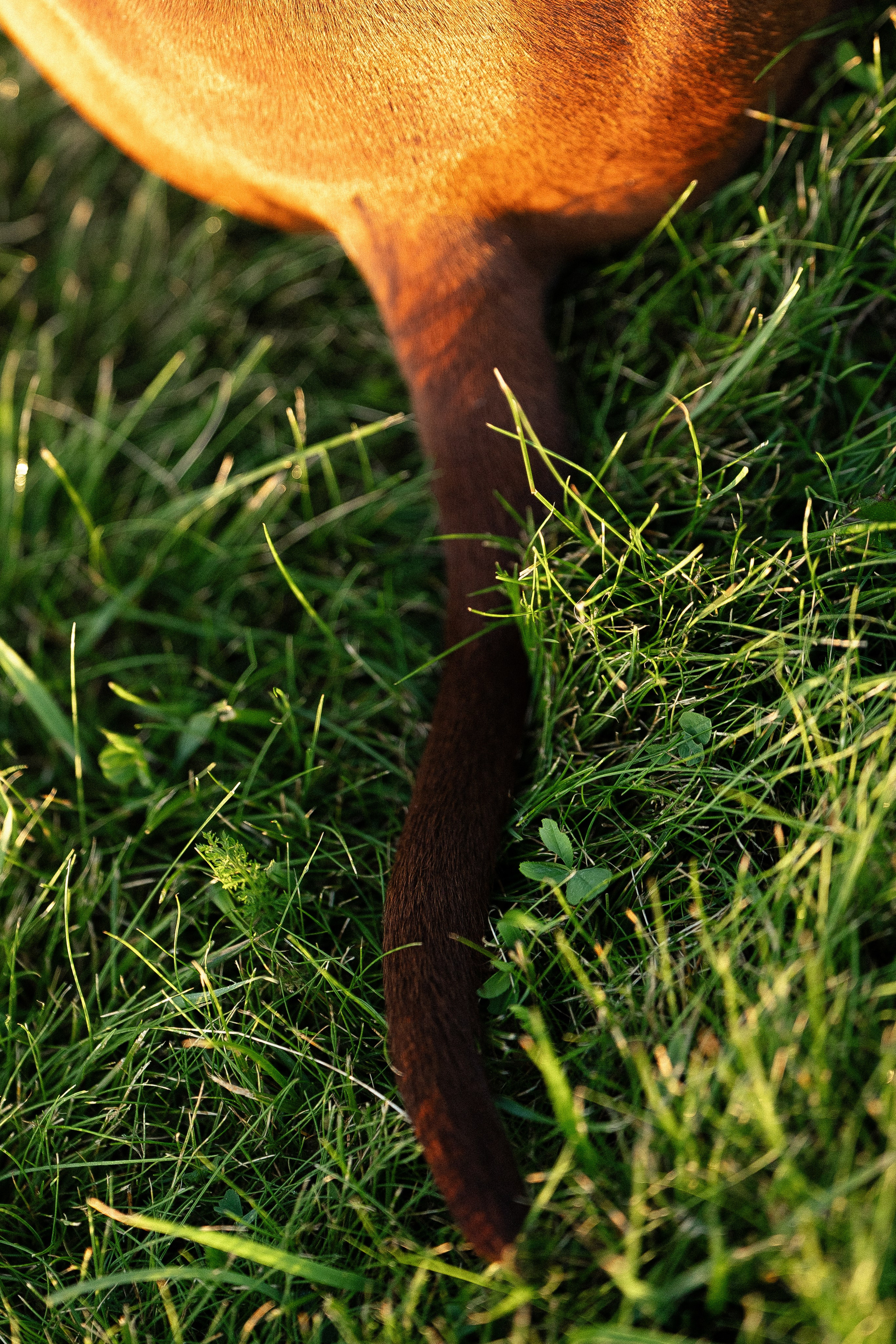 Елена и Хан. Фотограф и видеограф анималист Аганина Дарья