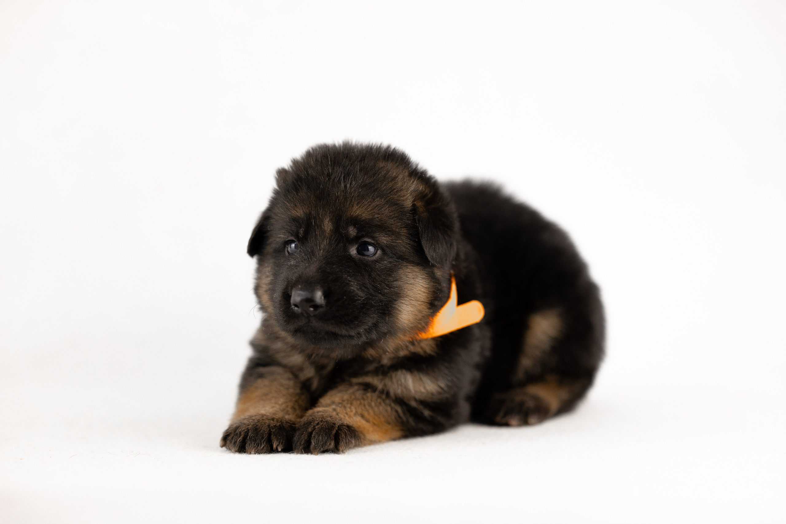 Немецкая овчарка. Фотограф и видеограф анималист Аганина Дарья