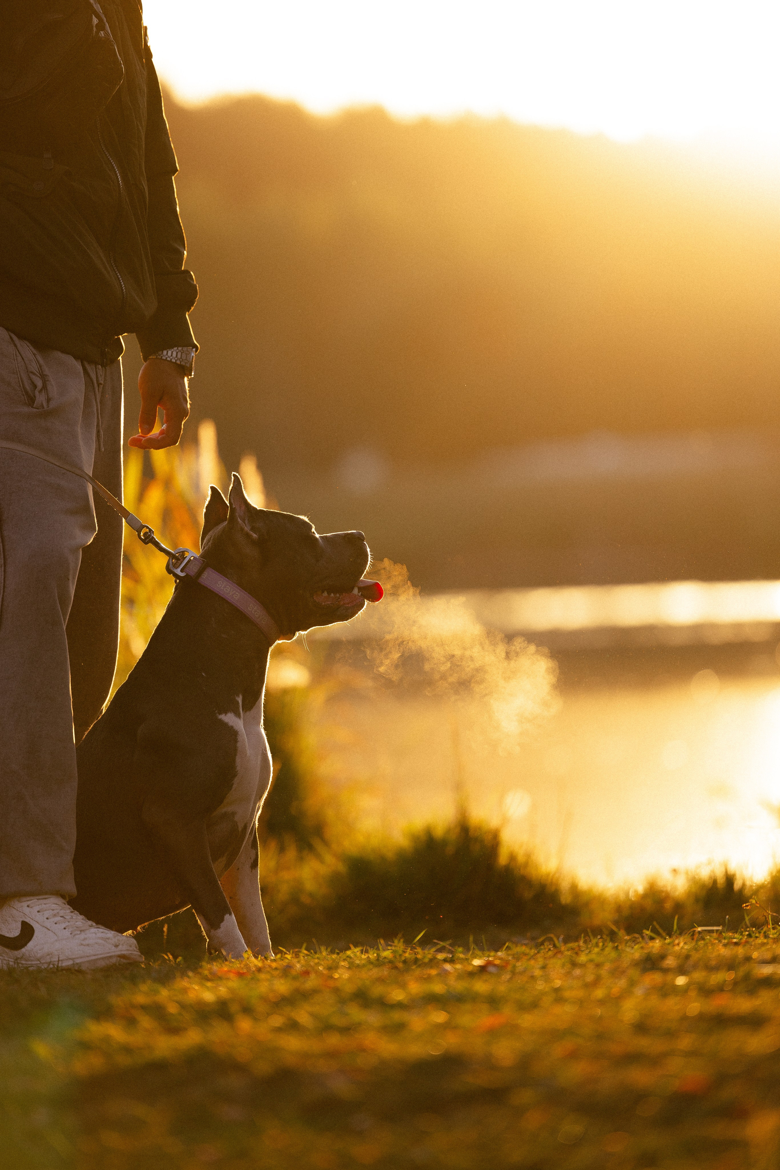 Катя, Леша, Лея и Трой. Фотограф и видеограф анималист Аганина Дарья