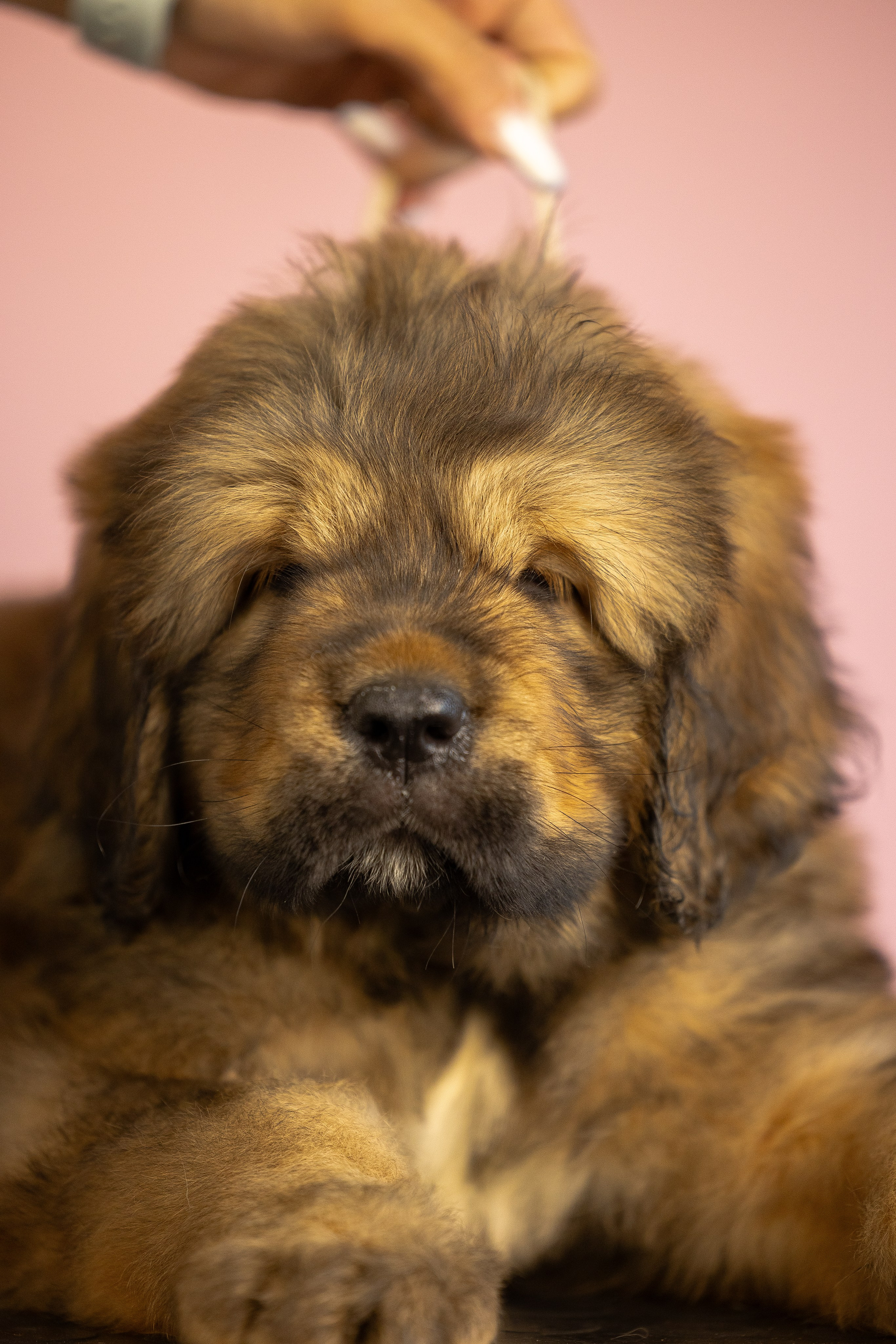 Тибетский мастиф. Фотограф и видеограф анималист Аганина Дарья