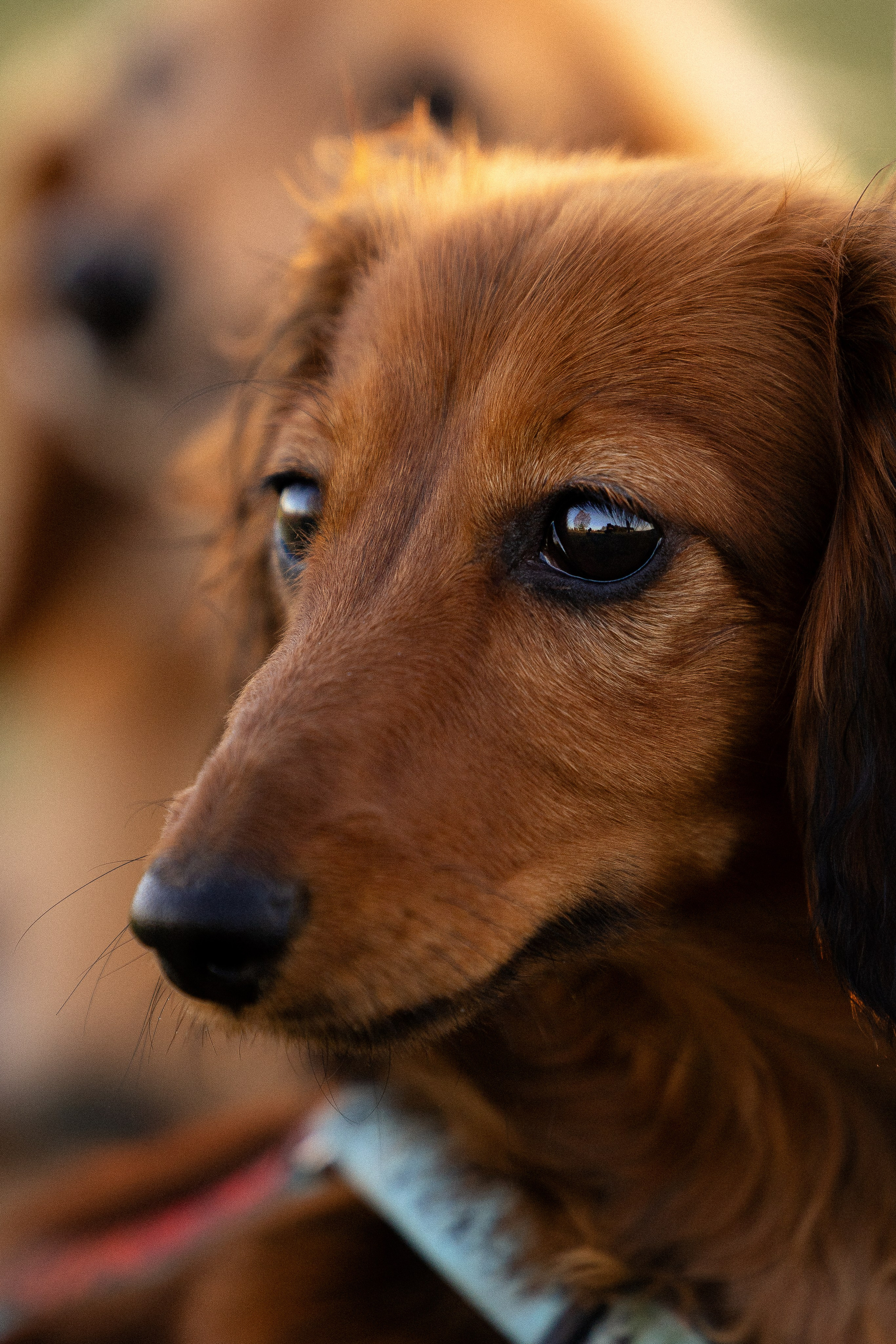 Разношерстная компания. Фотограф и видеограф анималист Аганина Дарья