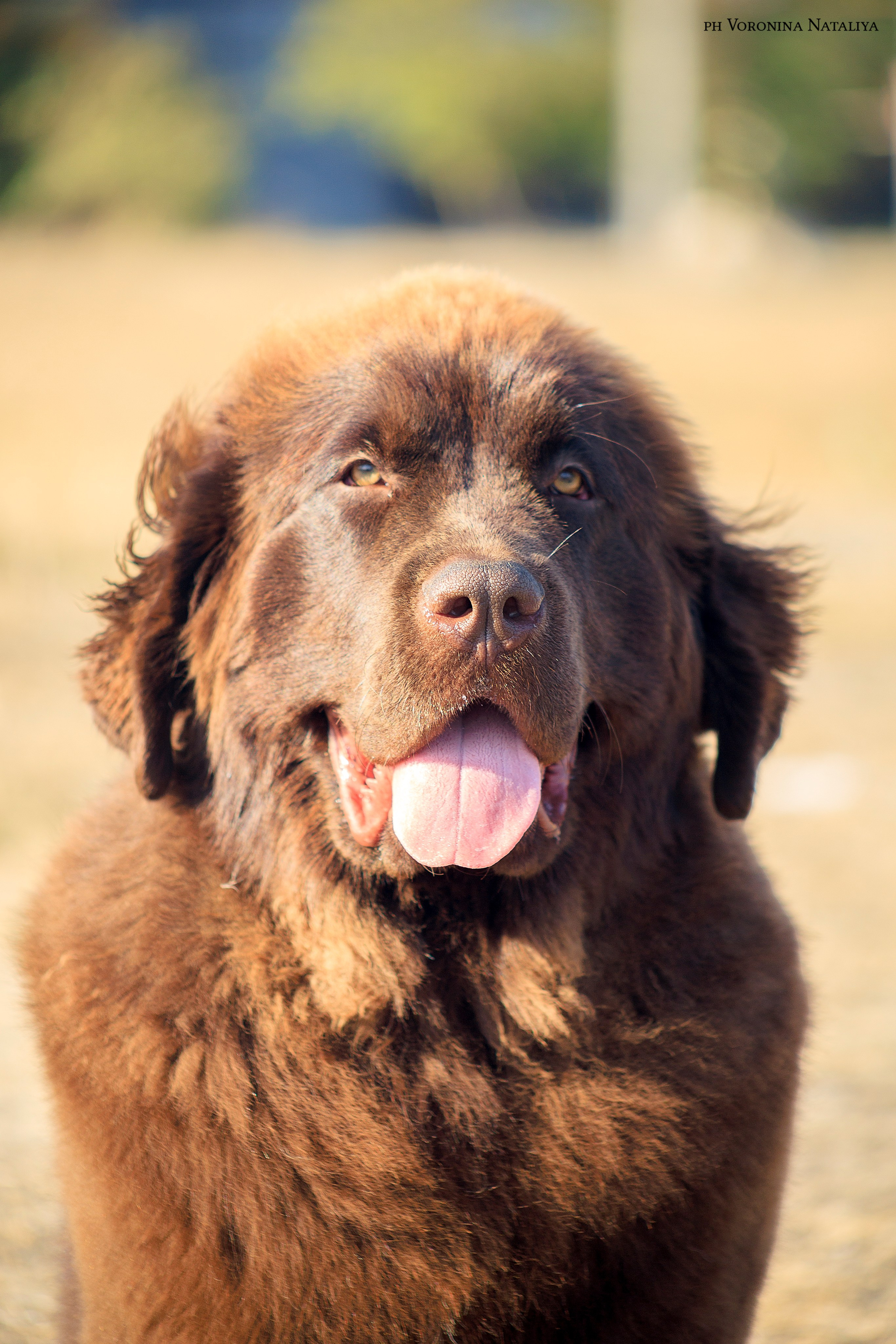 Анимализм Анжелика Сентябрь. Воронина Наталия — индивидуальный и свадебный фотограф в Рязани