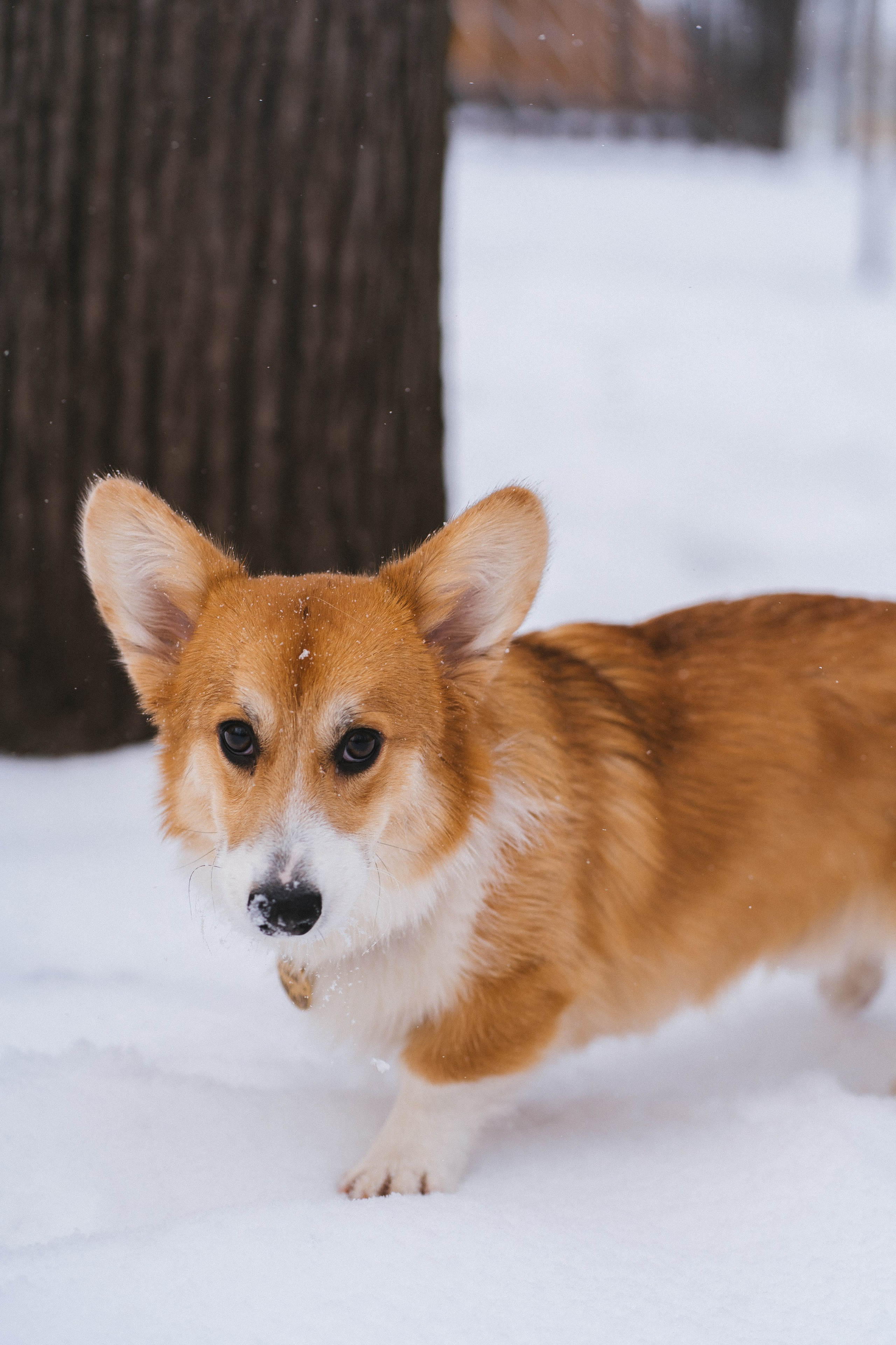 Агата и Лайк. Свадебный фотограф в Москве Анна Полушина