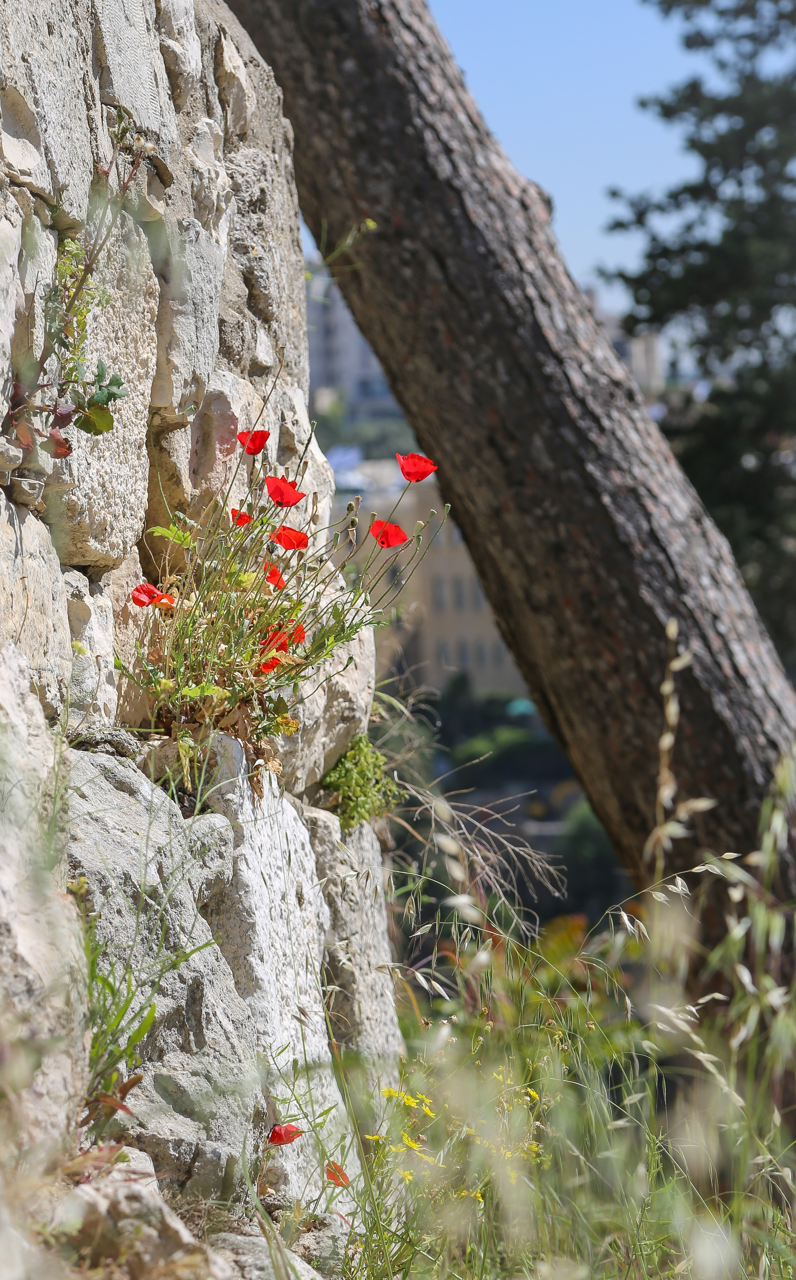 Израиль: Иерусалим. Дарья Письменюк / Darya Leitstern — фотограф, музыкант, журналист, путешественник