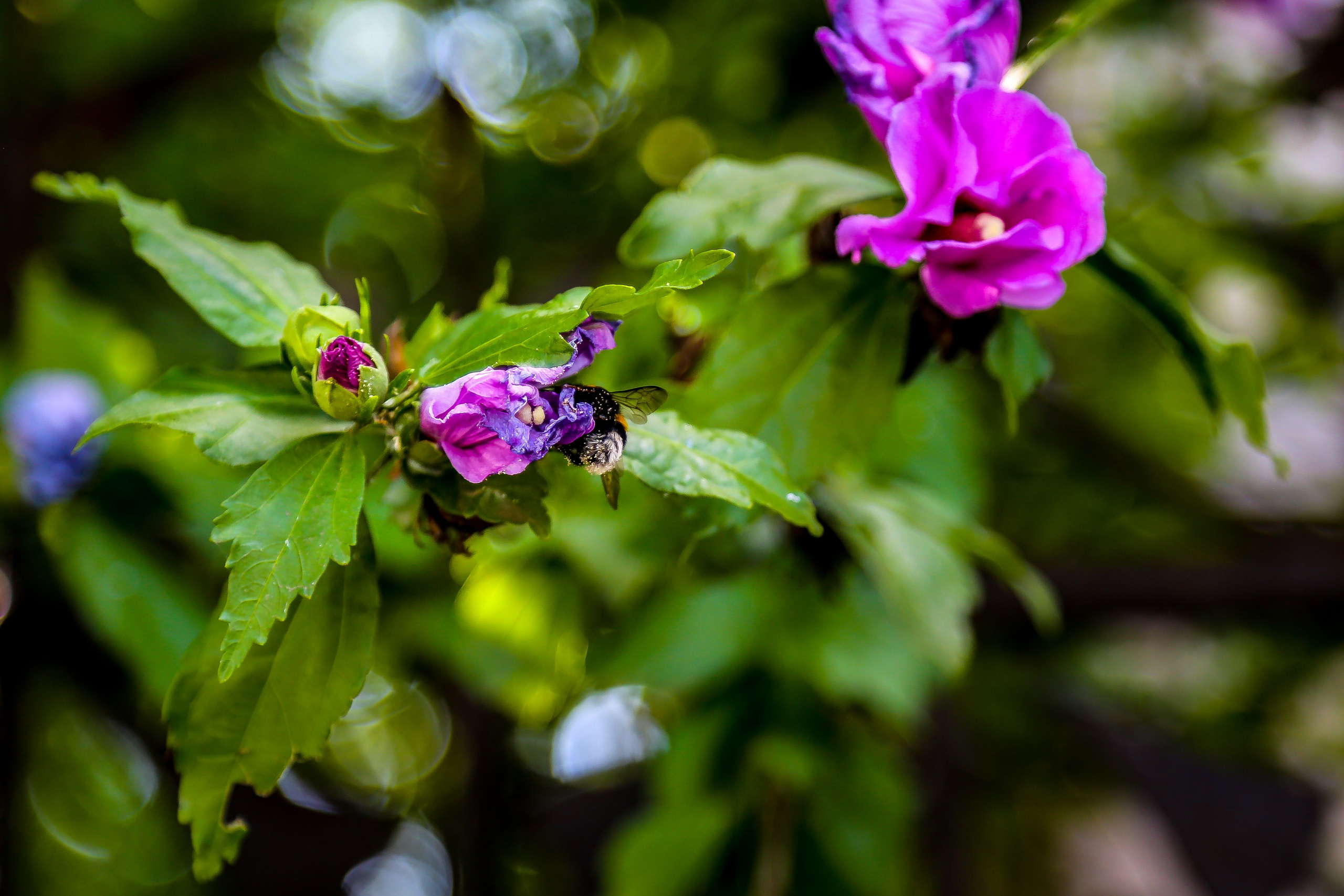 Венгрия: Будапешт. Дарья Письменюк / Darya Leitstern — фотограф, музыкант, журналист, путешественник