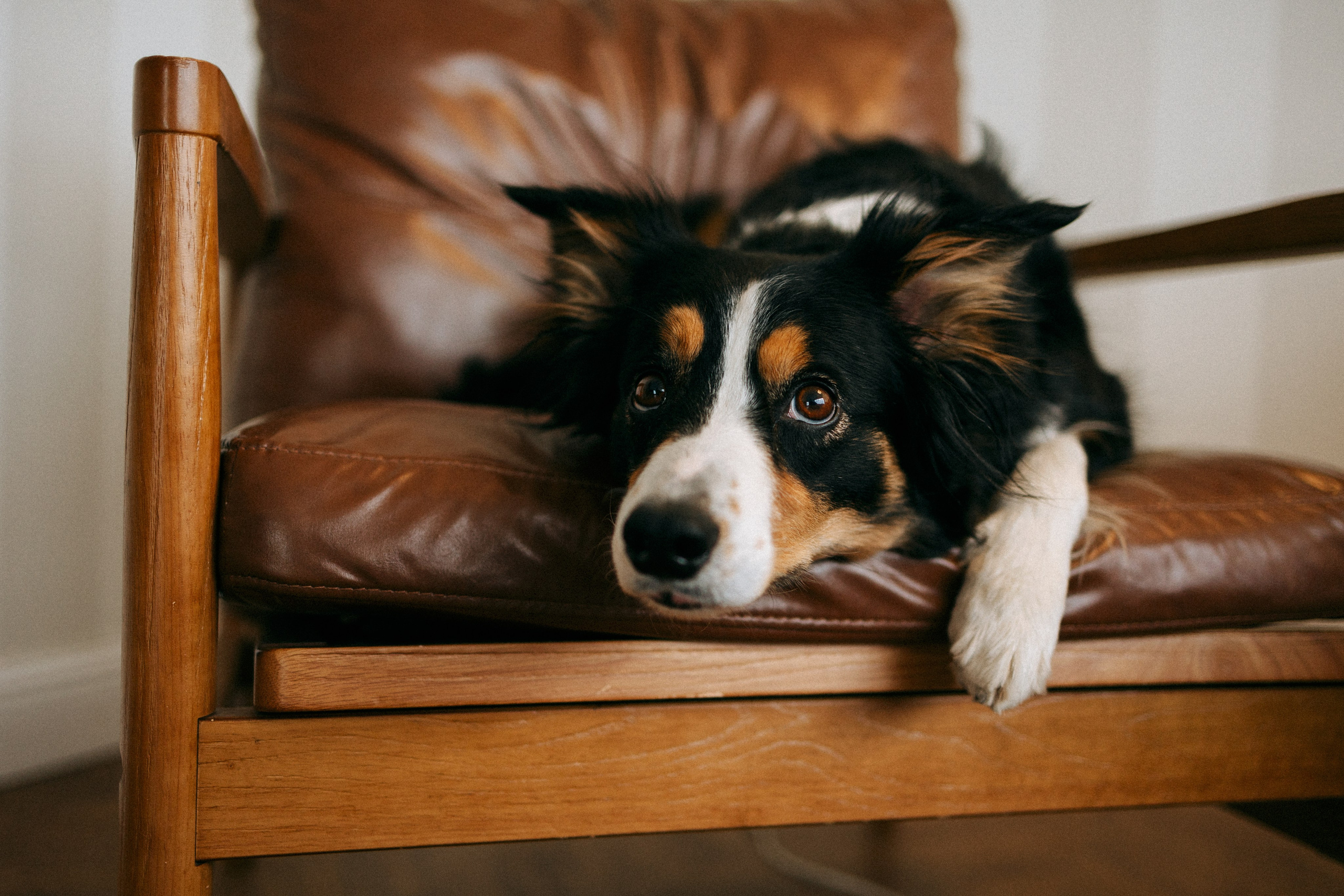 Цунами, Теон и Женя. Фотограф анималист Анастасия Пикей