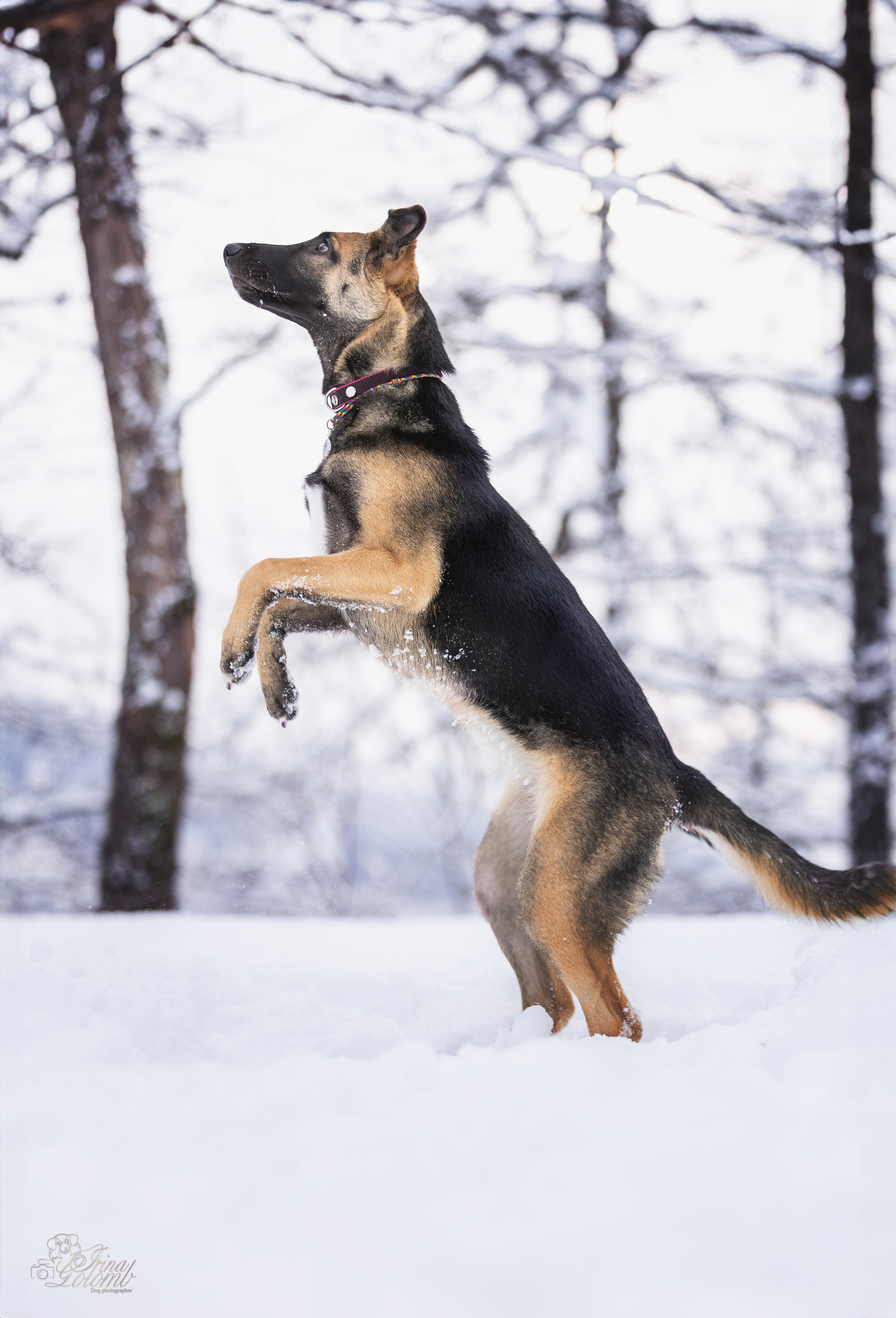 Догтуса Тропа Ефремова. Ирина Голомб|Фотограф-анималист в  Сочи и Калининграде