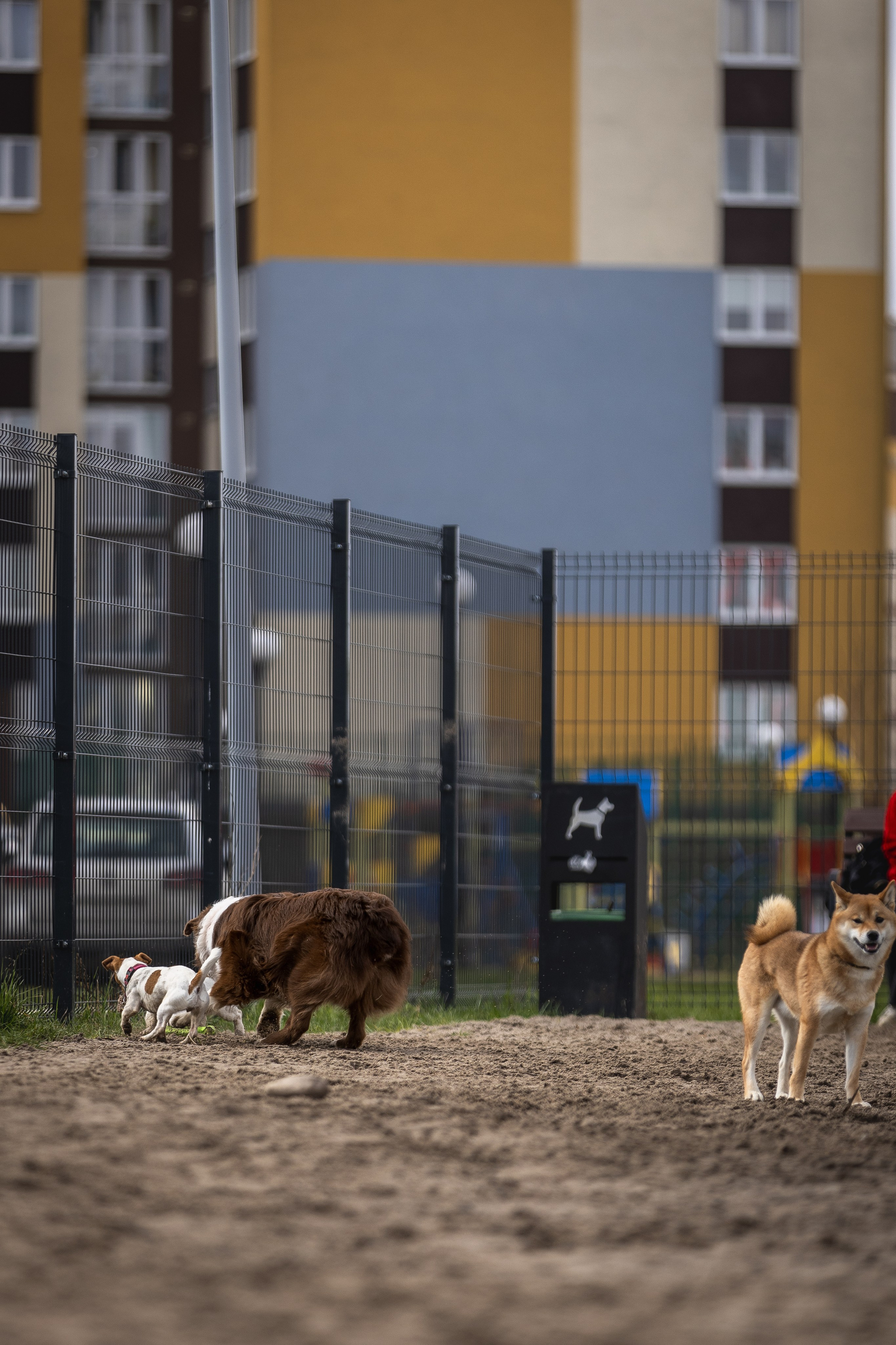 Догтуса 24.03.2024. Ирина Голомб|Фотограф-анималист в  Сочи и Калининграде