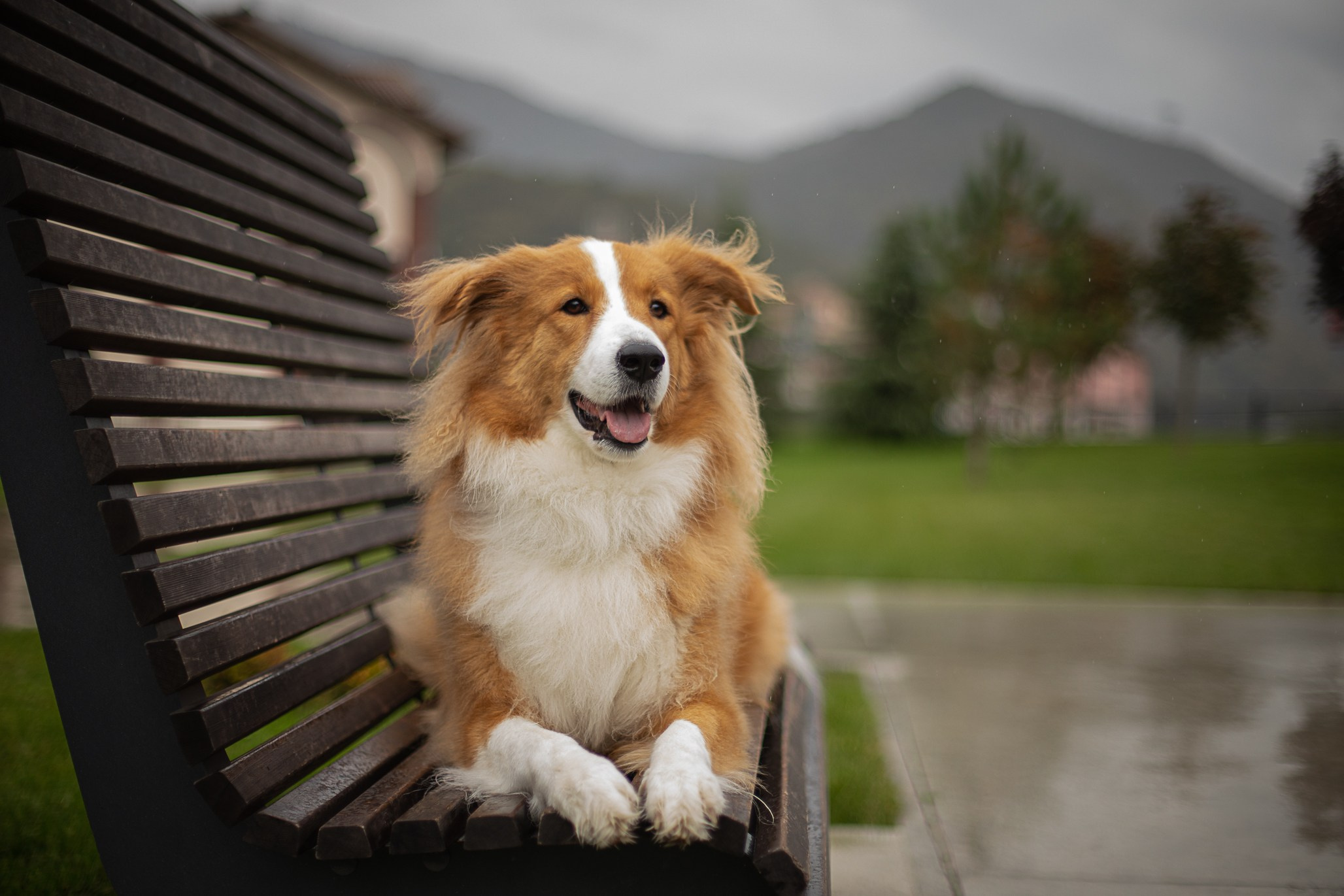 Терри, метис. Ирина Голомб|Фотограф-анималист в  Сочи и Калининграде