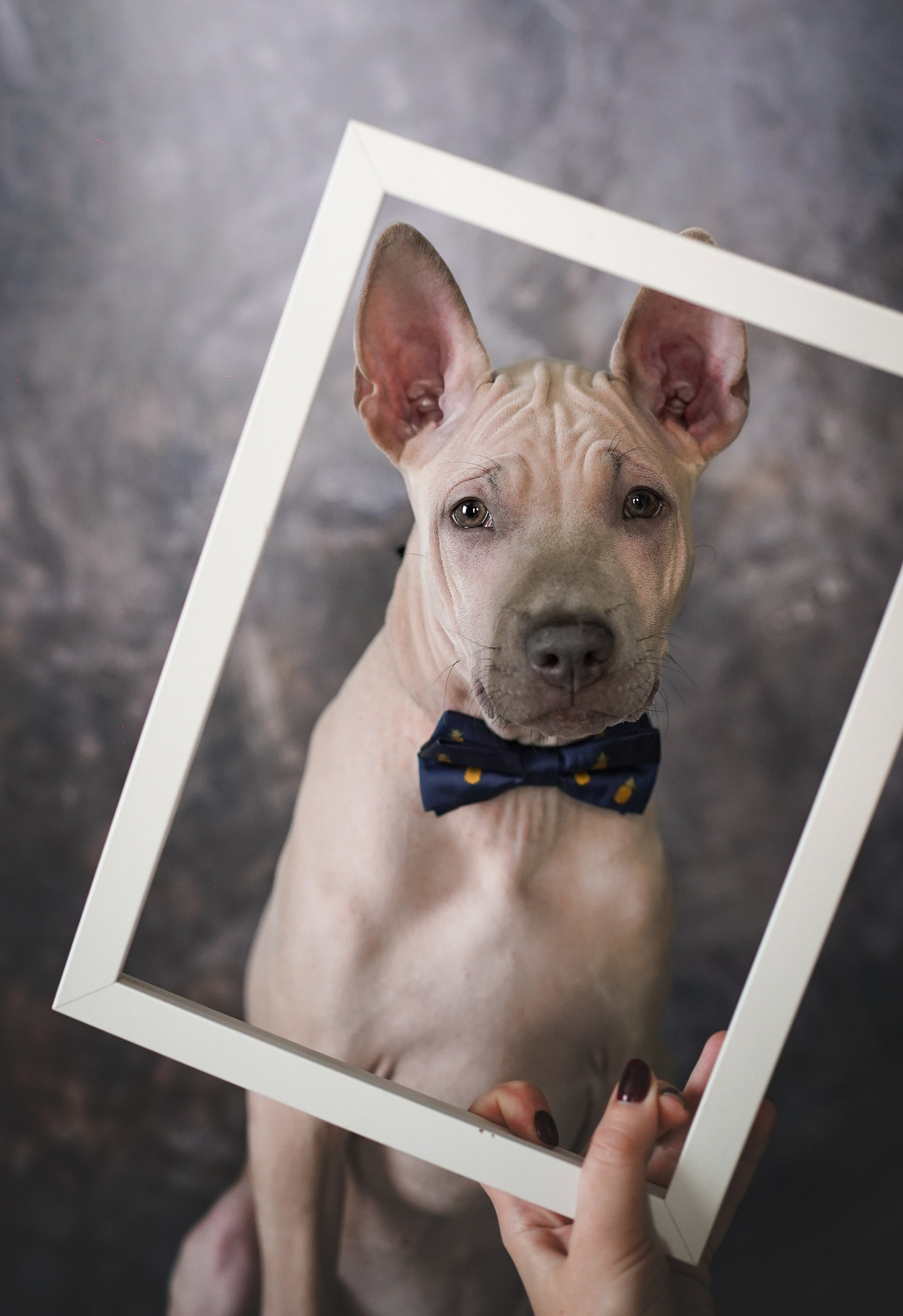Щенки тайского риджбека. Фотограф-анималист в Санкт-Петербурге Яна Мартынова