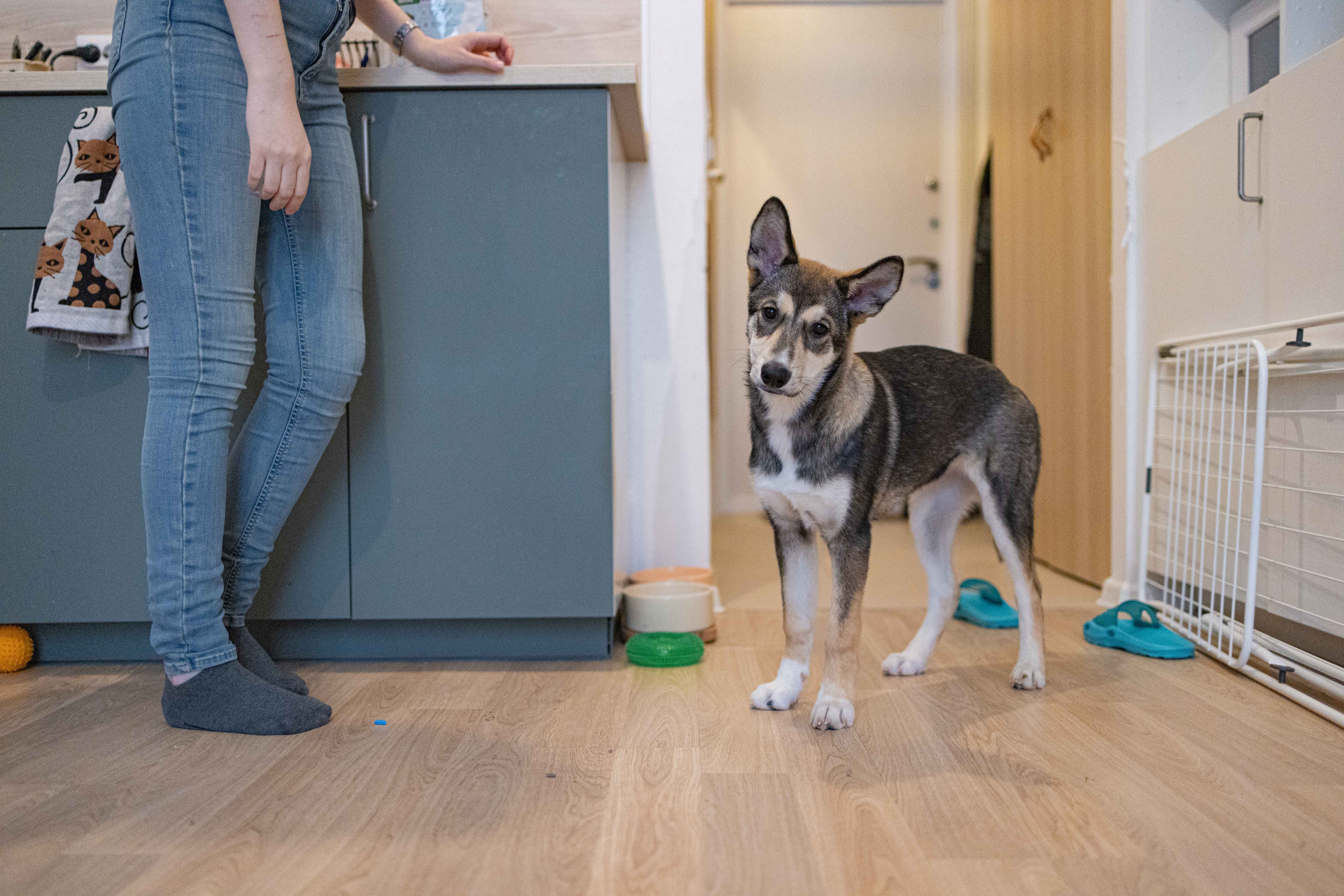 Шами. Фотограф-анималист в Москве Лера Черноног