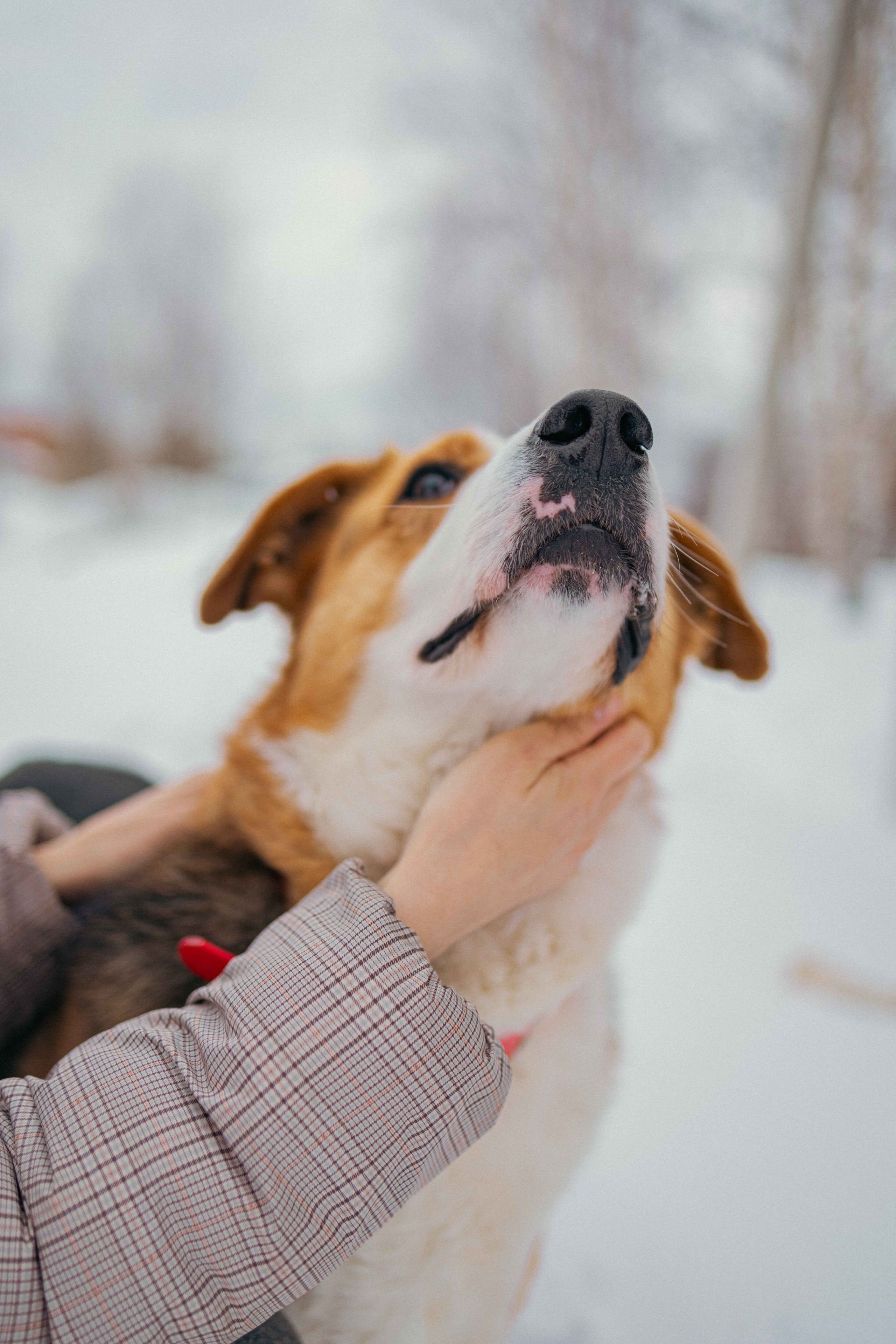 Петя. Фотограф-анималист в Москве Лера Черноног