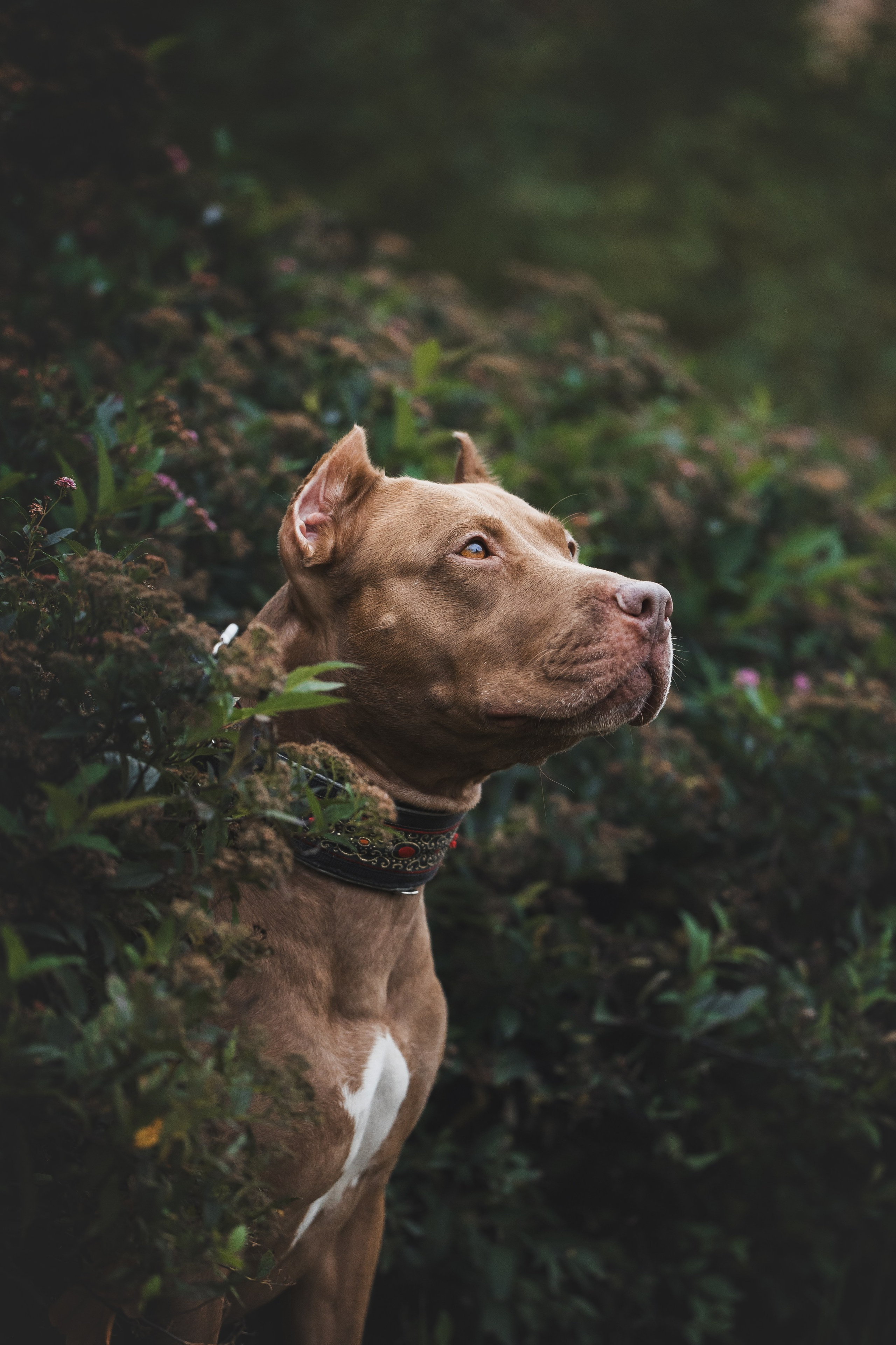Фотопрогулки. Фотограф для людей и их питомцев Вика Шальнева
