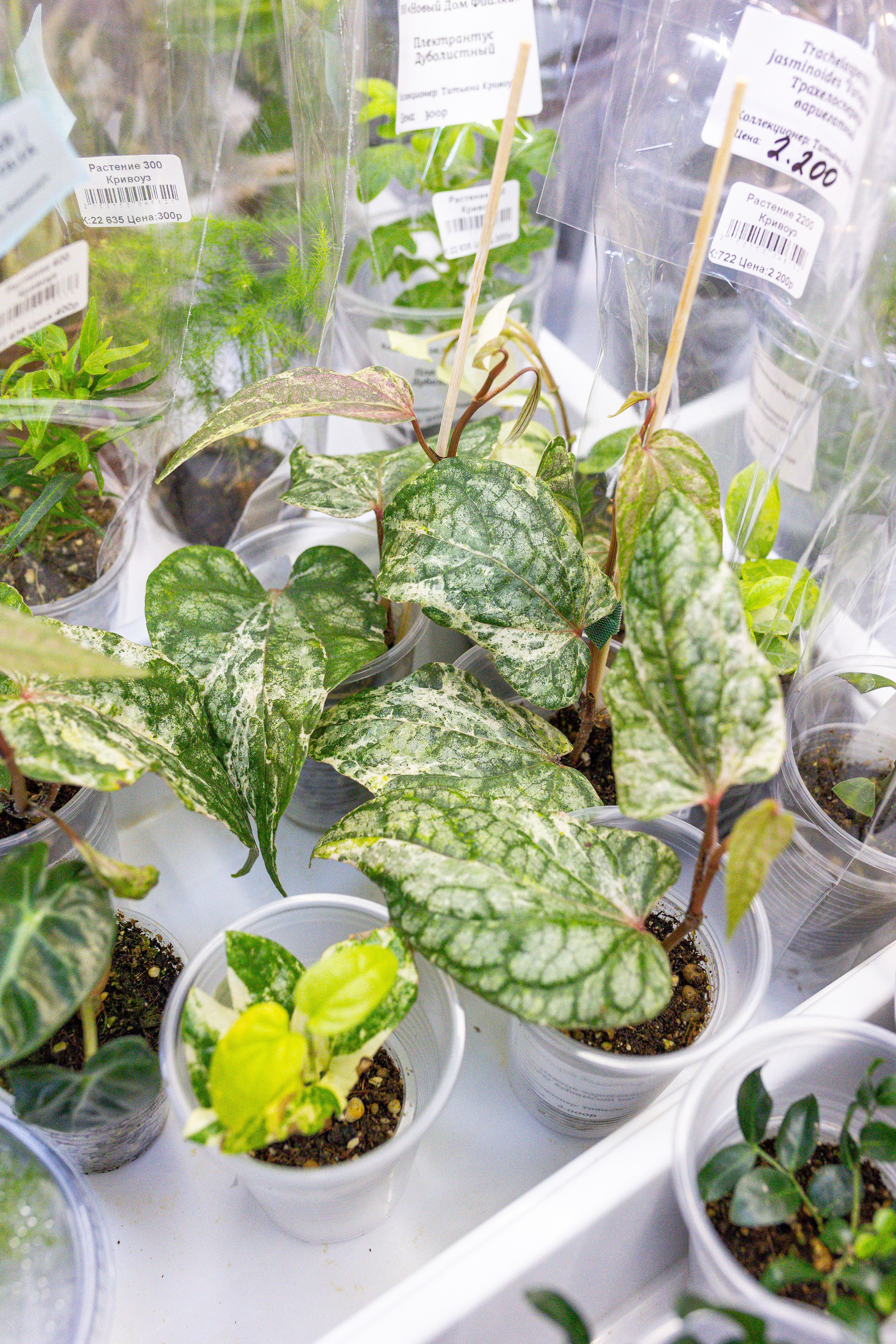 Монстериум апрель 2026. Александра Куликова фотограф, Москва