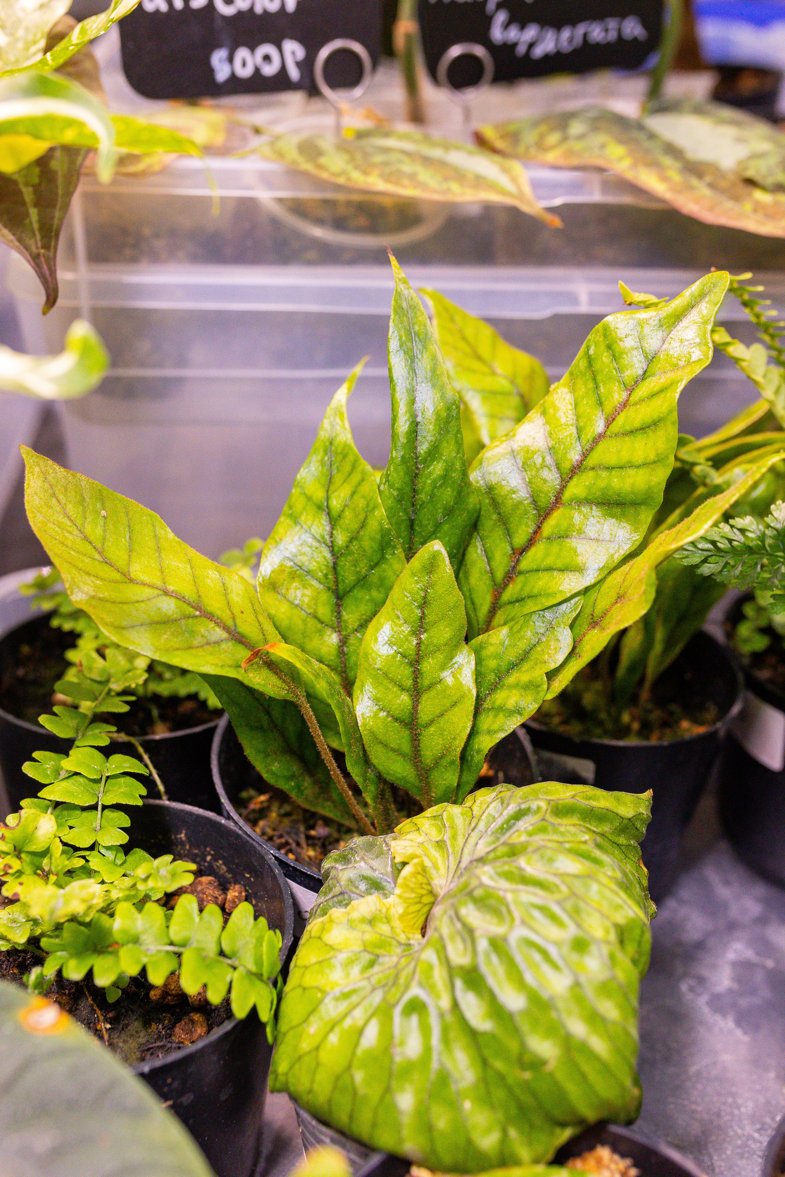 Монстериум 11–12 октября. Александра Куликова фотограф, Москва