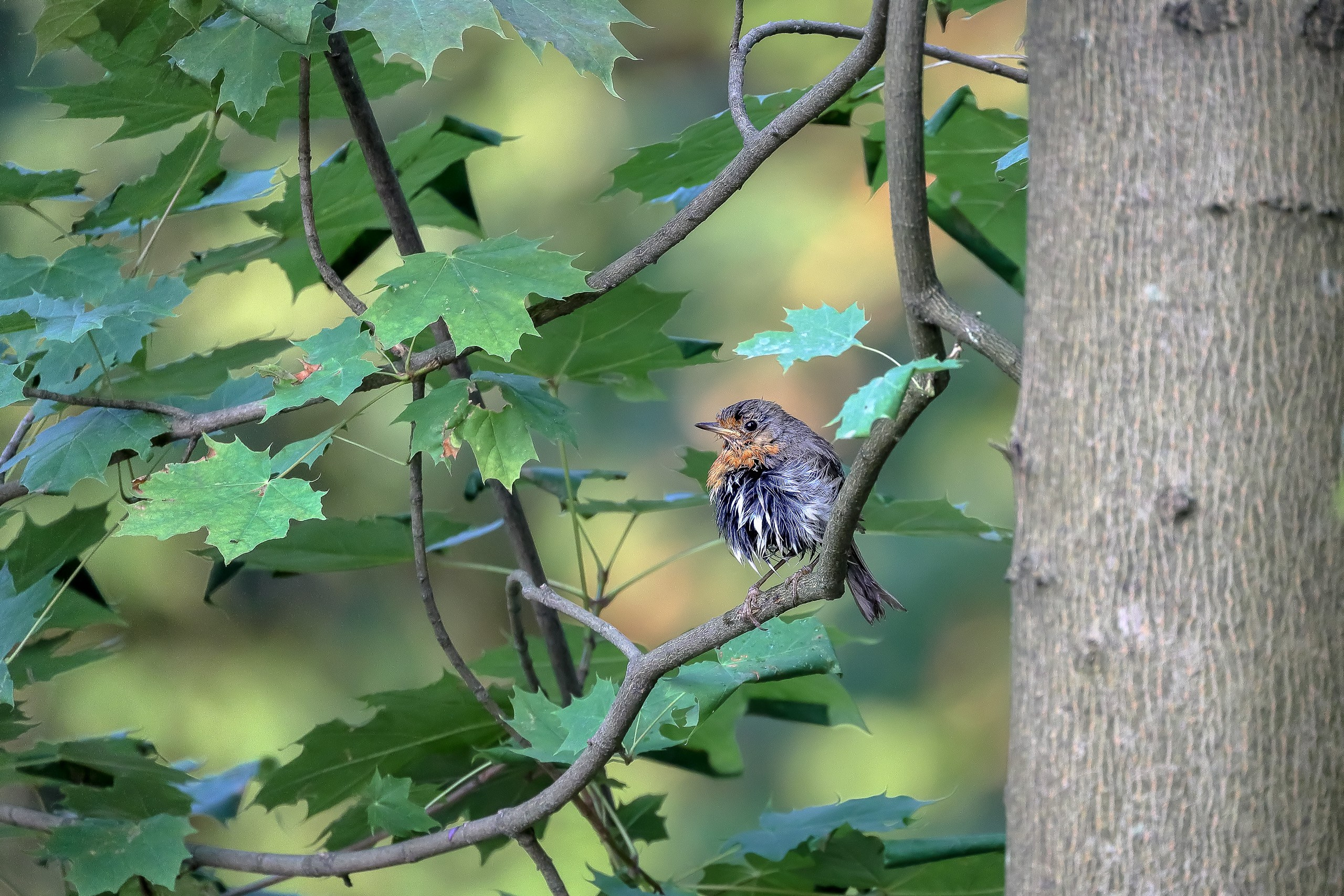 Зарянка после купания