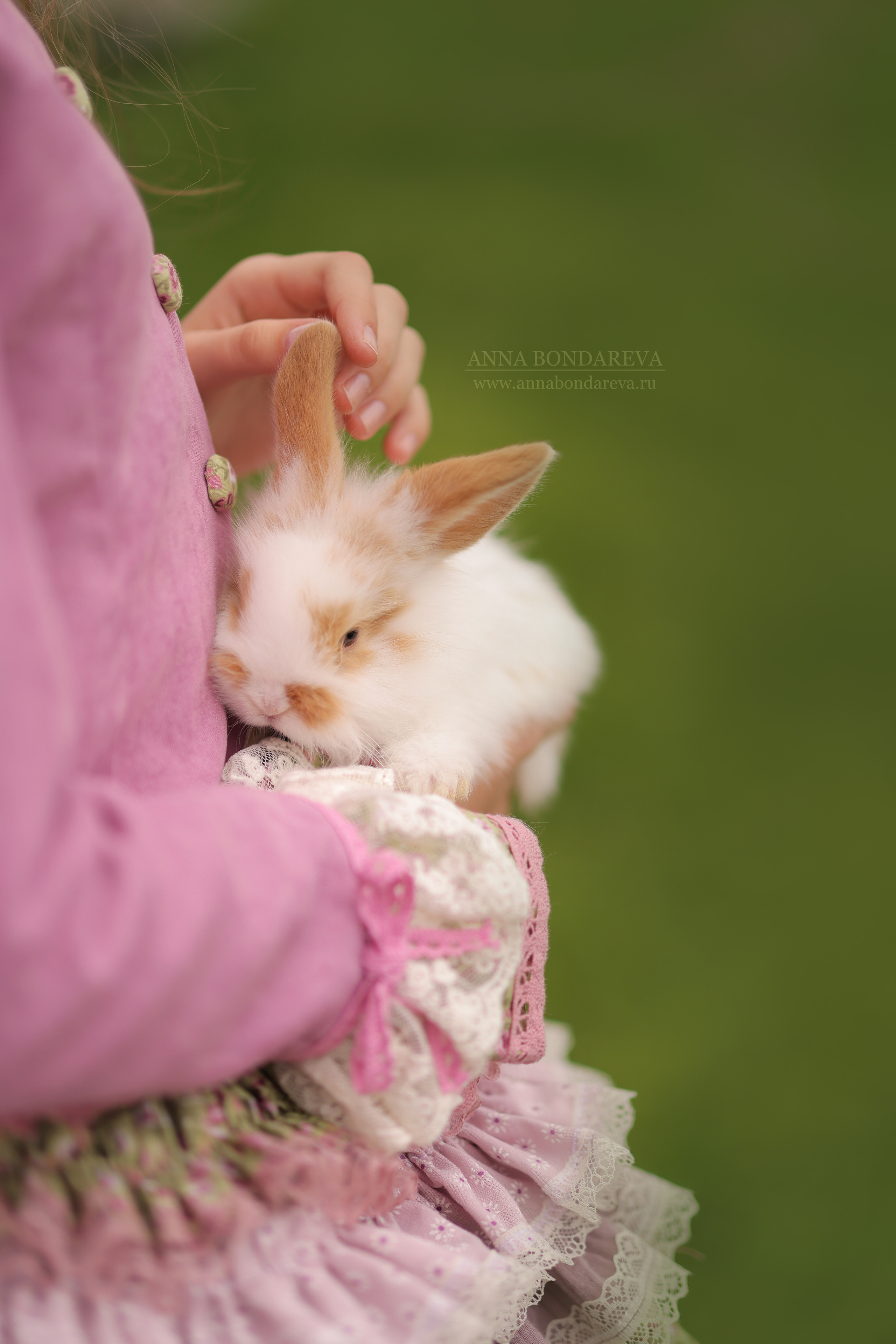 Розовые деревья. Главная