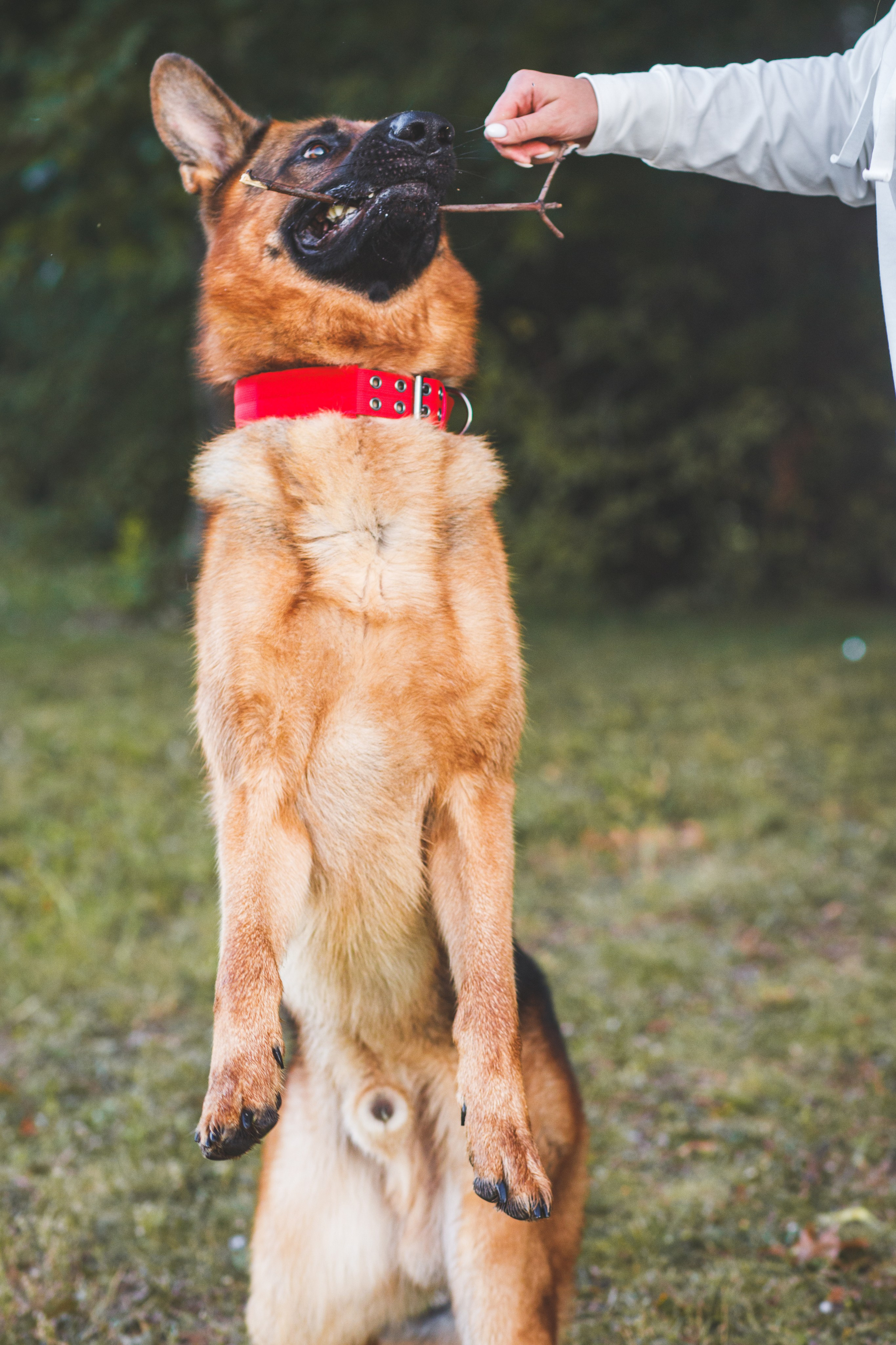 Фотопрогулка молодой девушки и ее собаки летним утром в парке. Семейный и школьный фотограф в Москве Анна Ткач