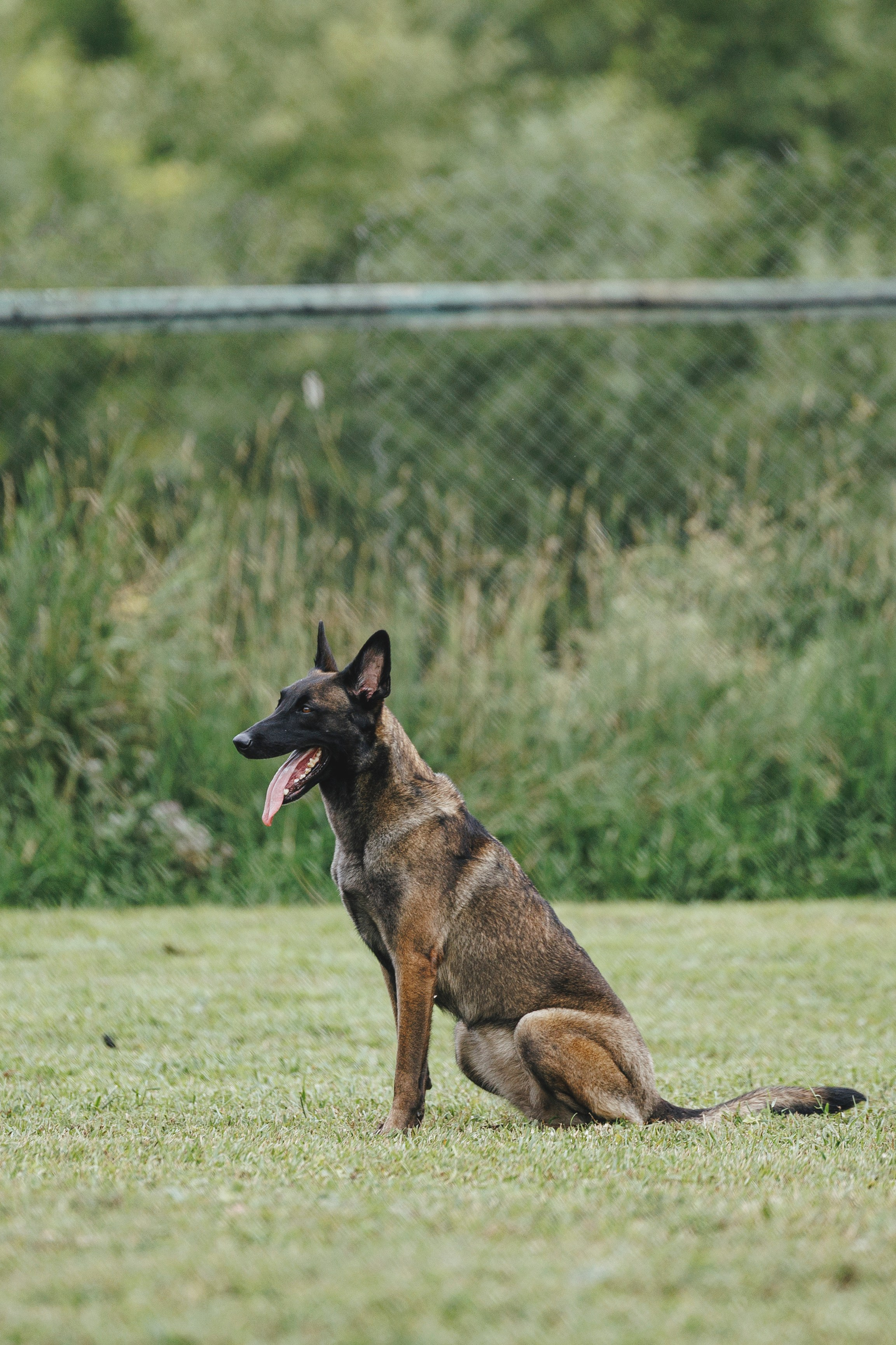 08.08.25-10.08.25 ЧР по мондьорингу г. Вологда. Фотограф-анималист Анна Маринич