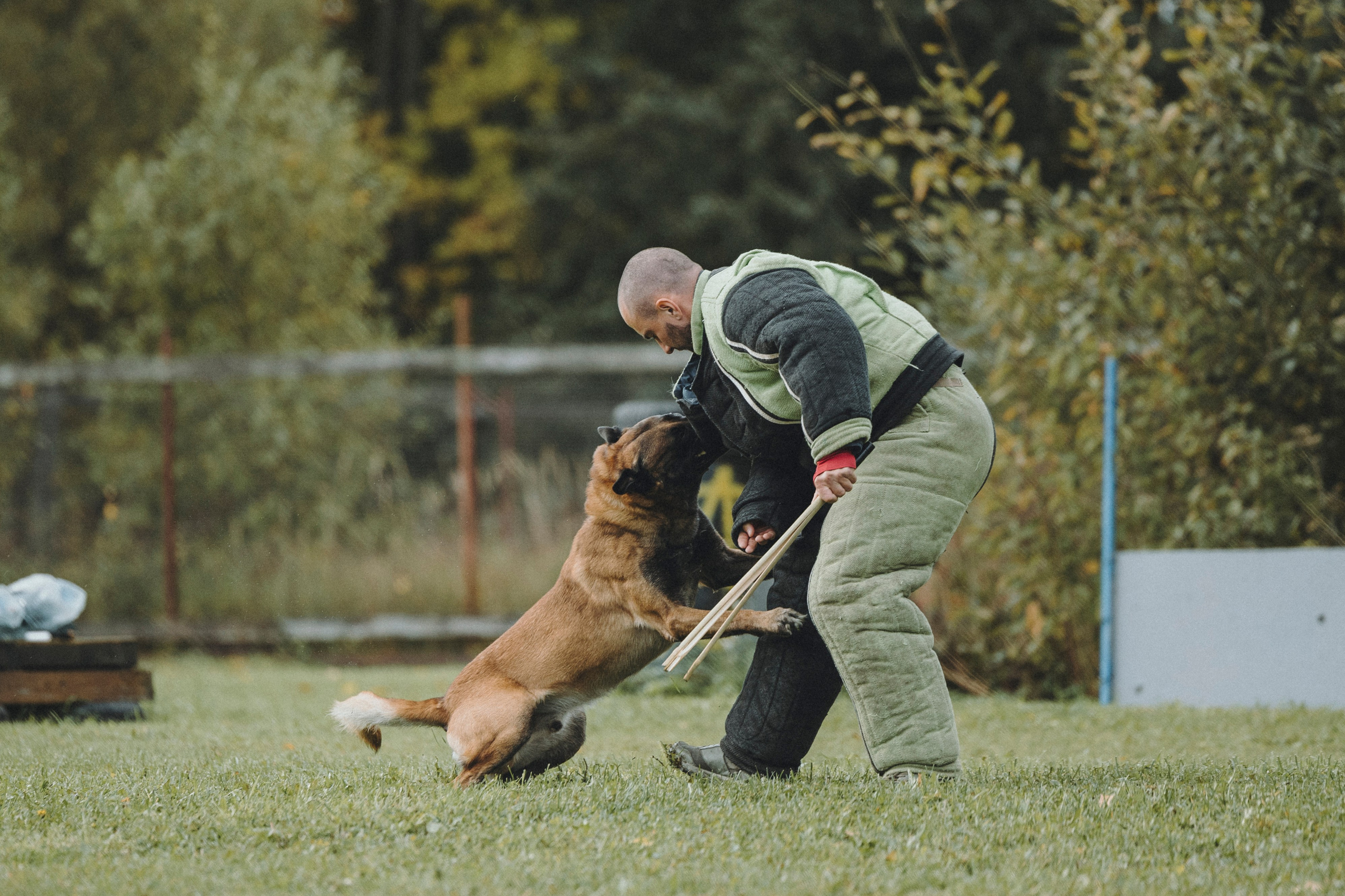 Испытания по мондьорингу г. Пушкин 29.09.2024. Фотограф-анималист Анна Маринич