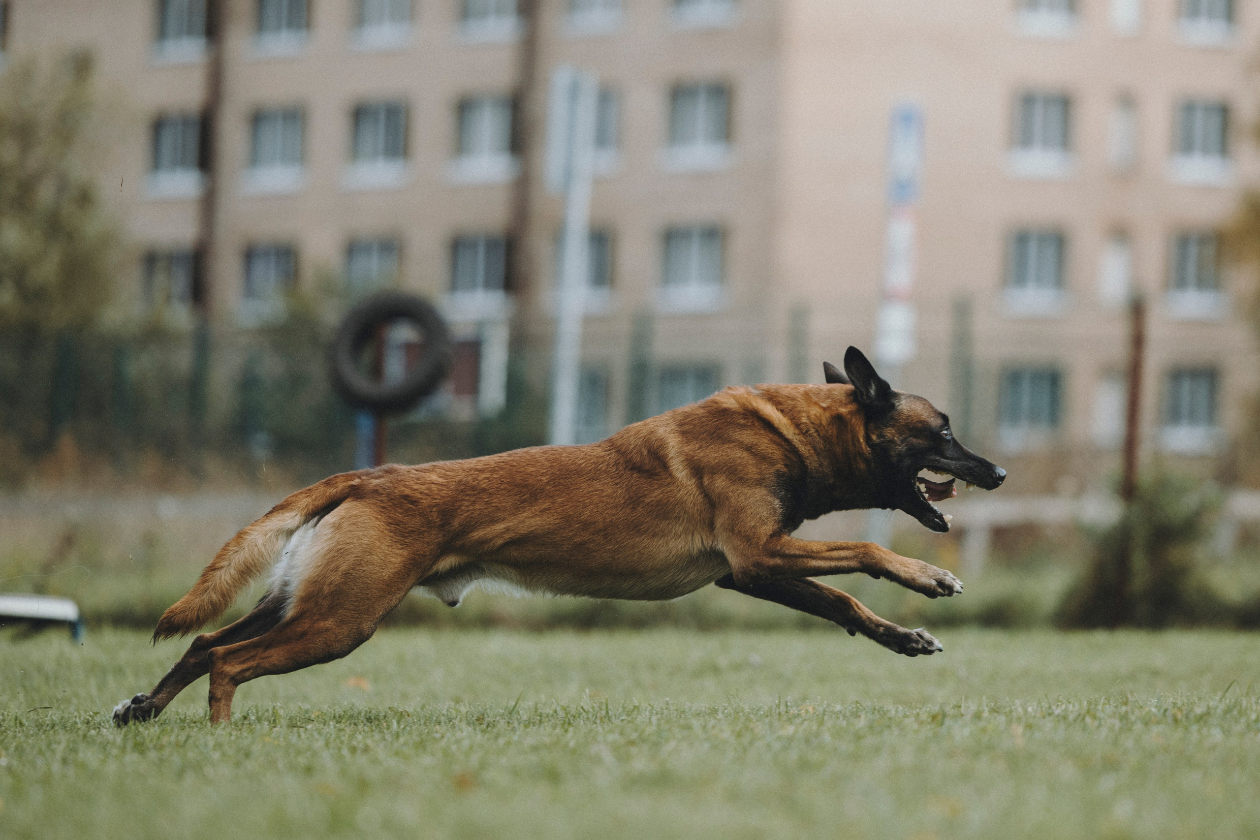 Испытания по мондьорингу г. Пушкин 29.09.2024. Фотограф-анималист Анна Маринич