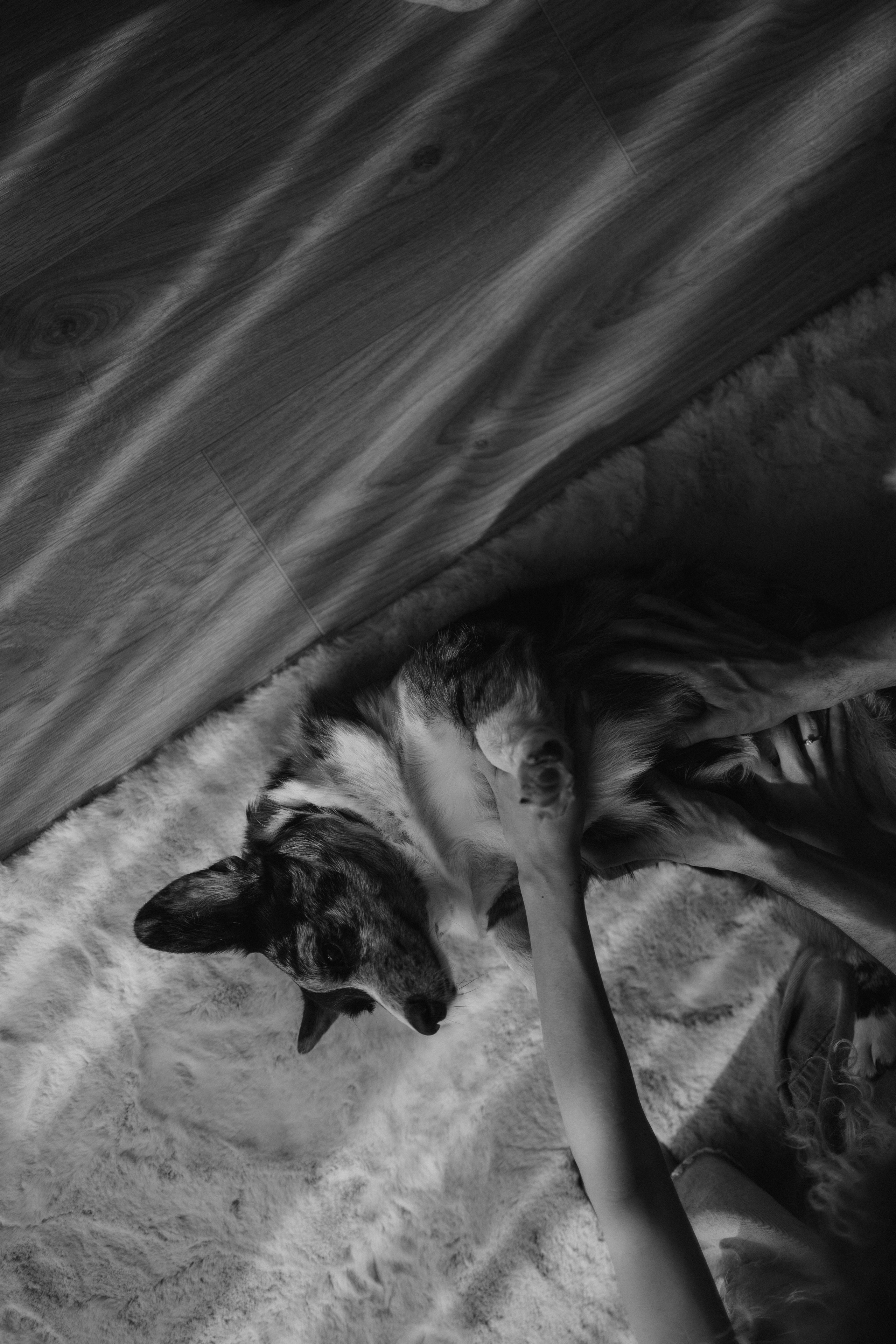 Бэлла, Деми и Луна. Фотораф — анималист Мария Шистка