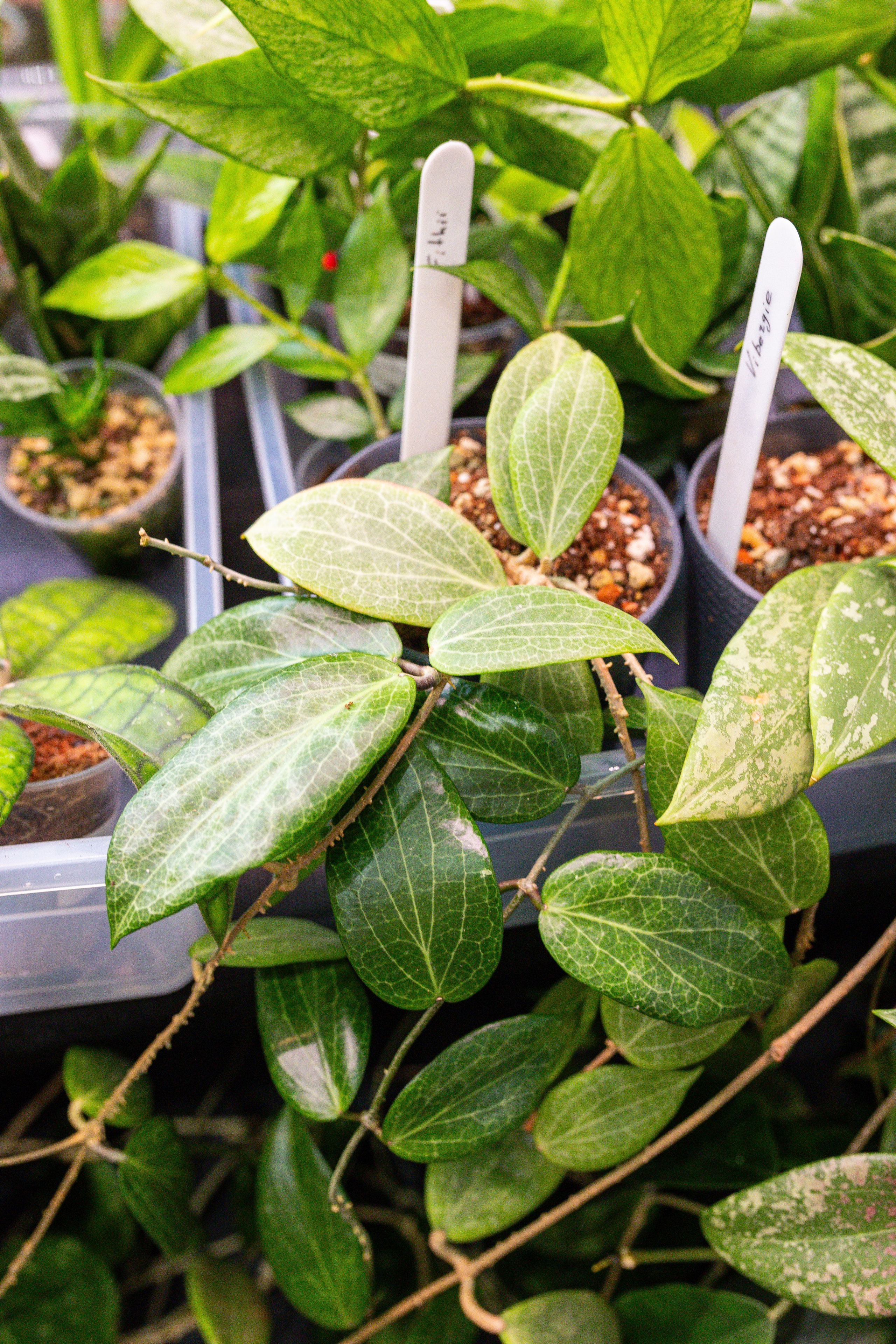 Монстериум 11–12 октября. Александра Куликова фотограф, Москва