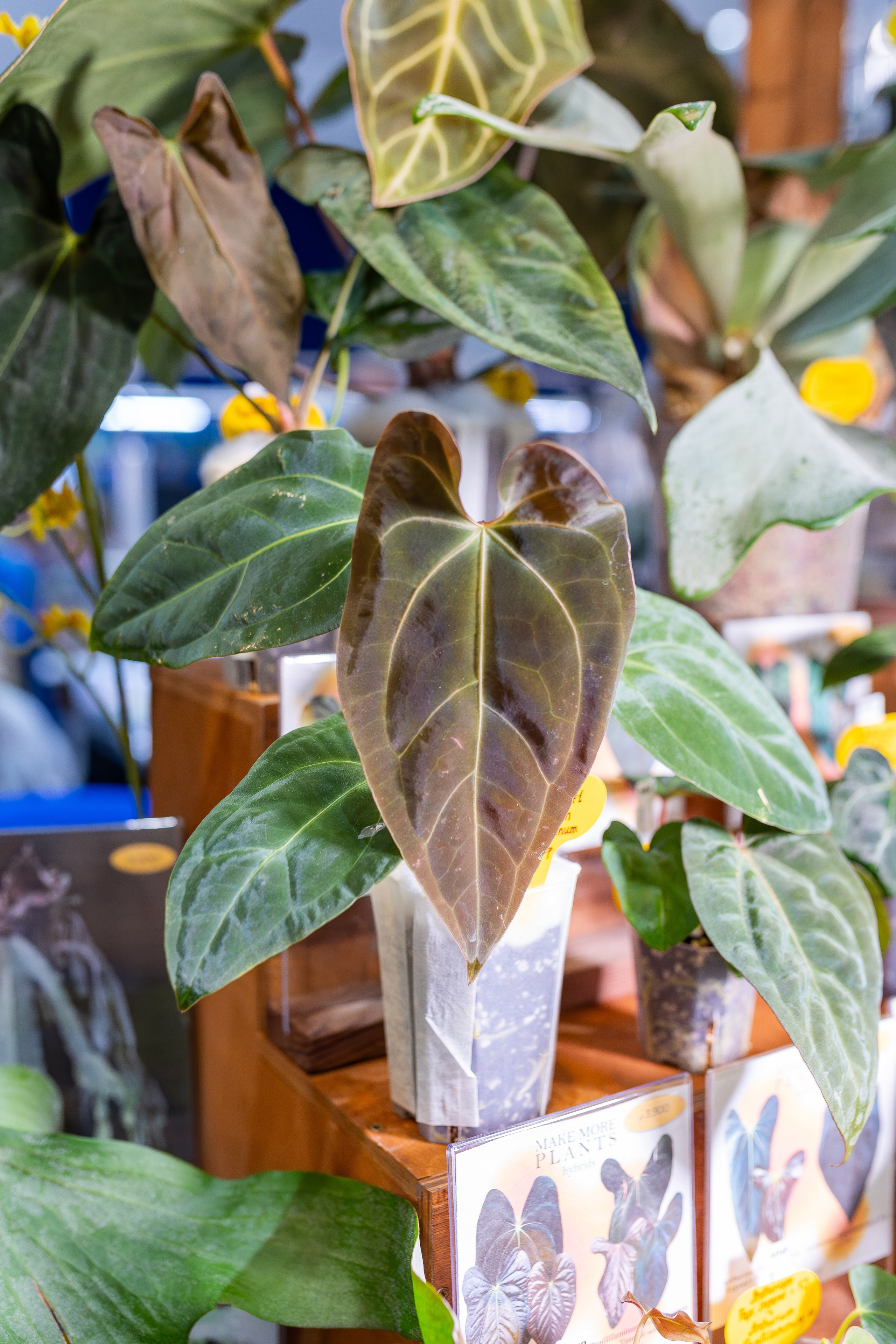 Орхидиум 12.2025. Александра Куликова фотограф, Москва