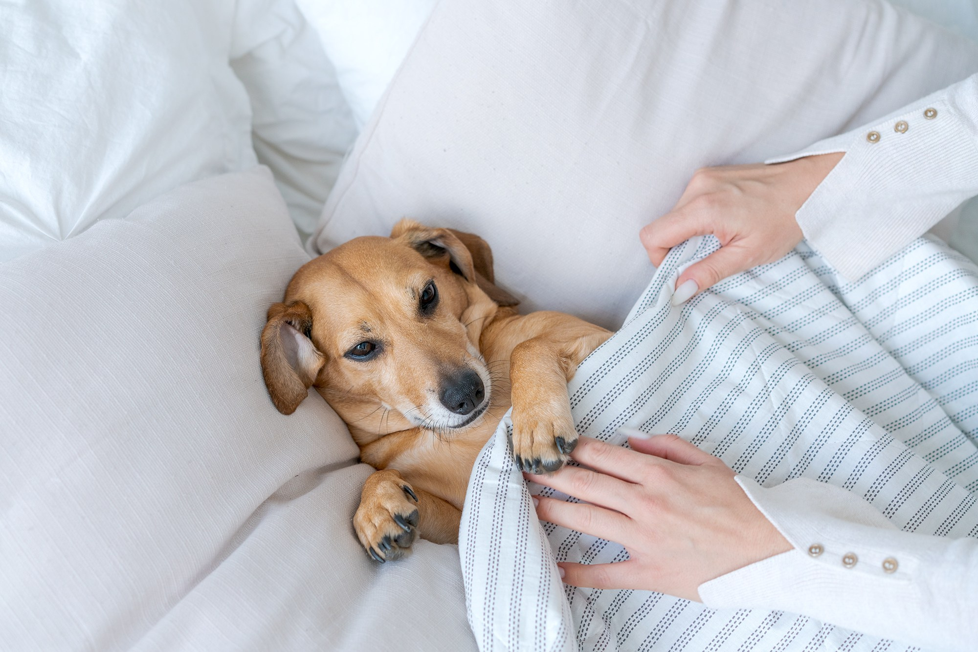 фотосессия с животными, фотосессия с домашним питомцем в Санкт-Петербурге, фото с животными,  Фотограф Санкт-Петербург, фотограф в Санкт-Петербурге, услуги фотографа, фотосессия в Санкт-Петербурге, фотосессия Санкт-Петербурге,   портфолио, индивидуальная фотосессия в Санкт-Петербурге, портретная съемка, портретный фотограф, портретный фотограф в Санкт-Петербурге, 