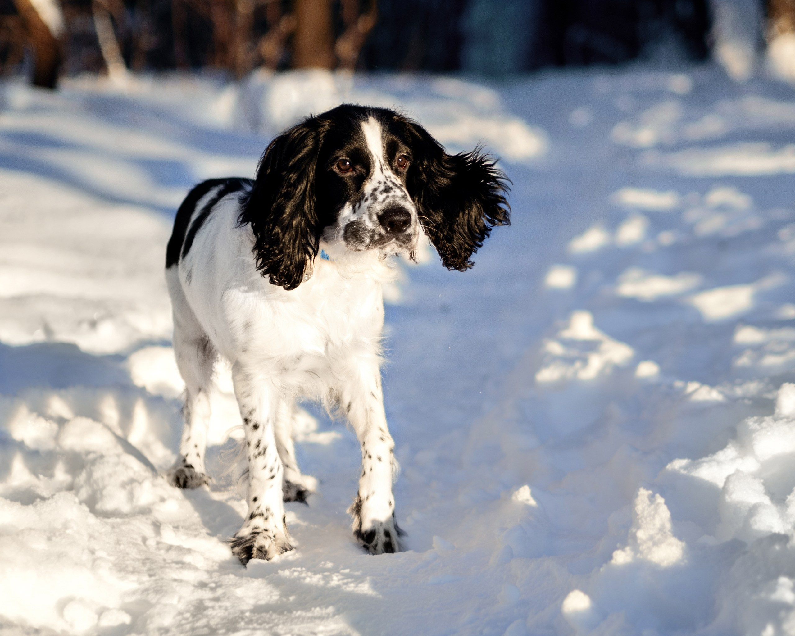 Саша и Стив