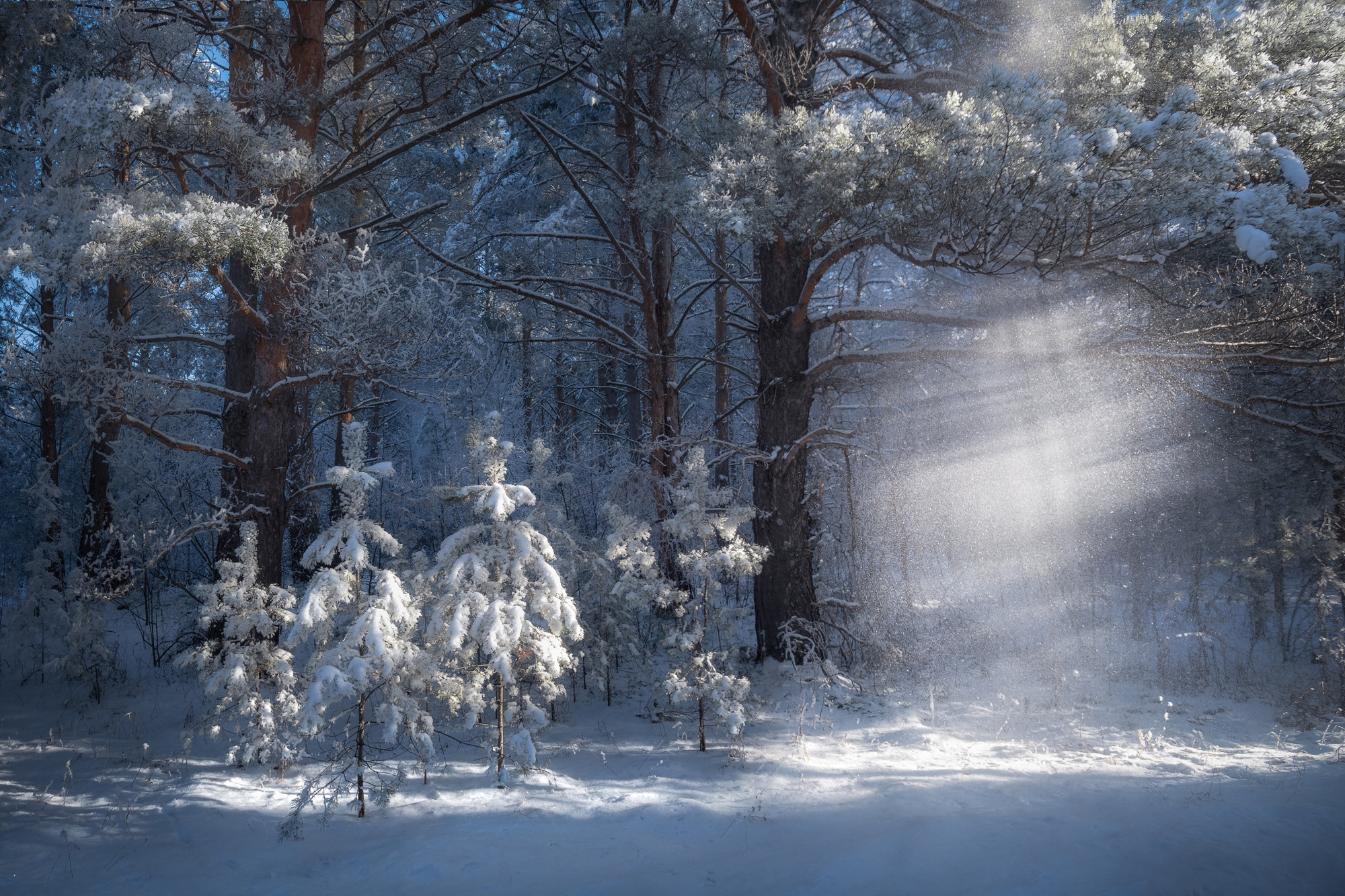 Под пологом зимнего леса. Автор фото Алена Рубан