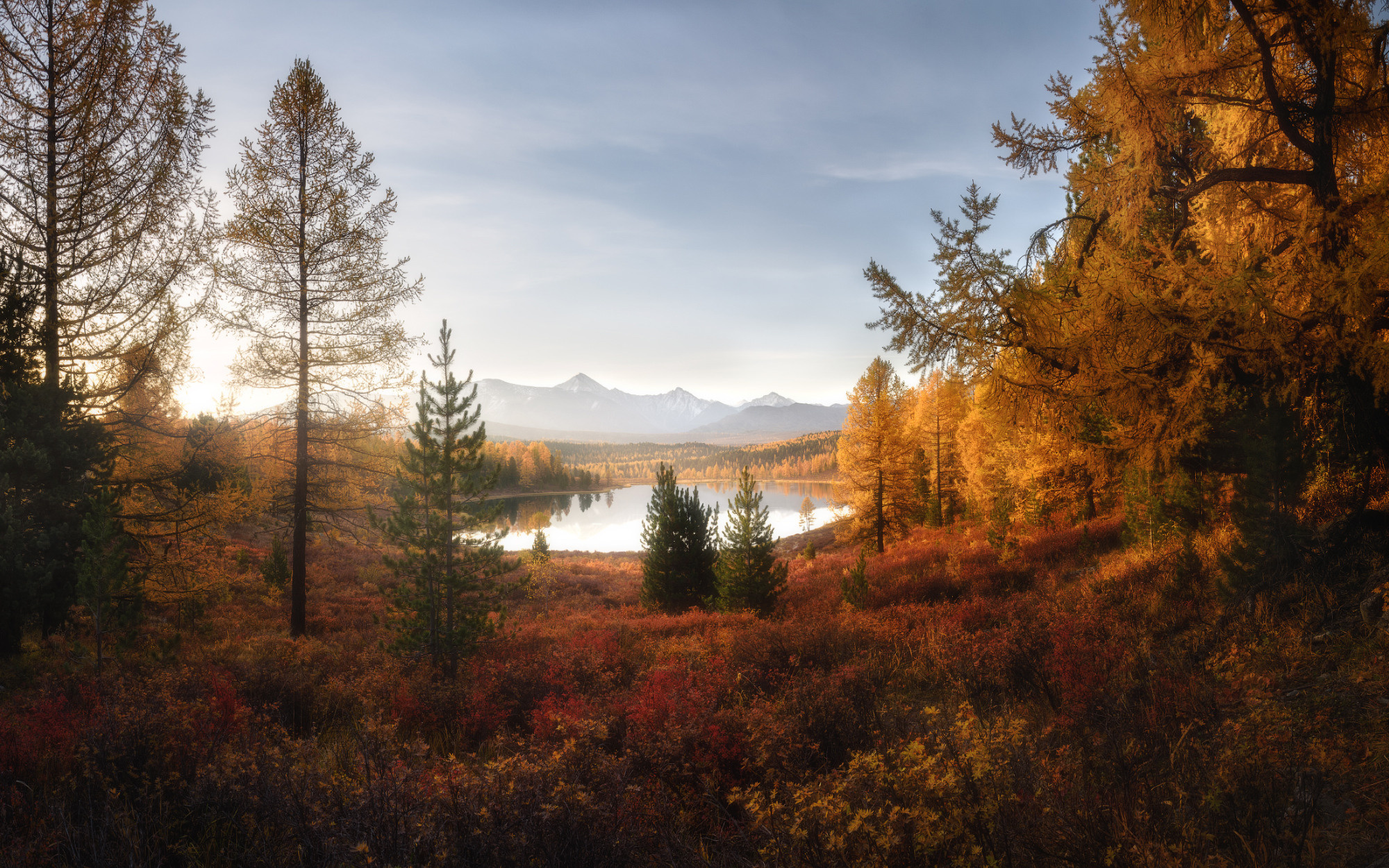 Золото Киделю. Автор фото Алена Рубан