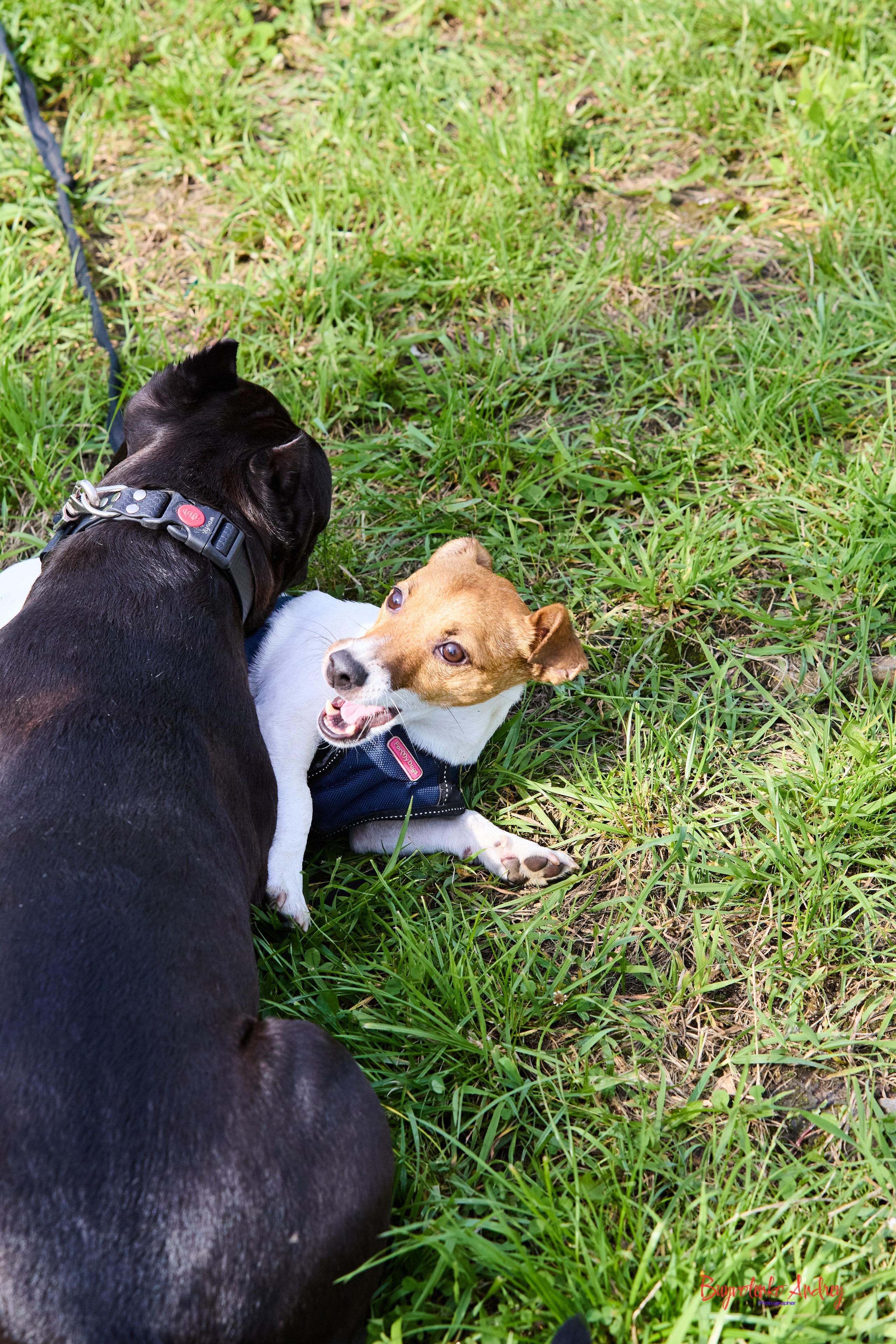 Проект фотопрогулка с хвостиком. Buyvolenko Andrey