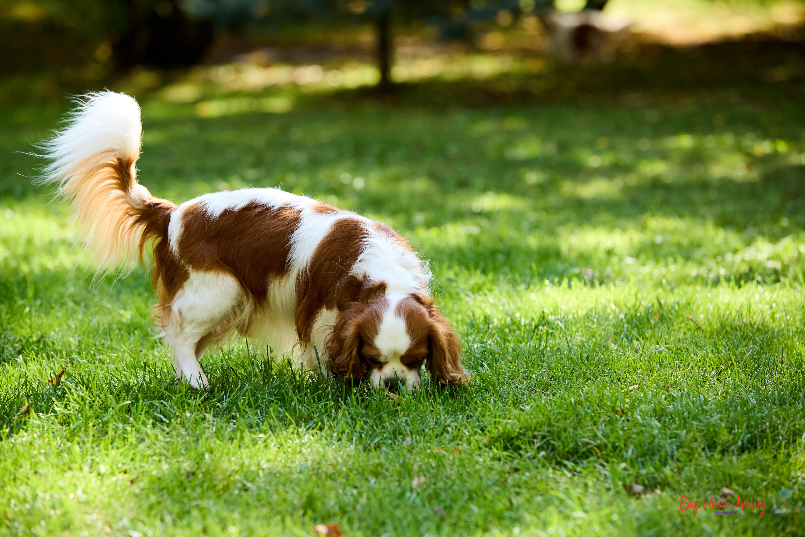 Фотопрогулка с кавалерами. Buyvolenko Andrey