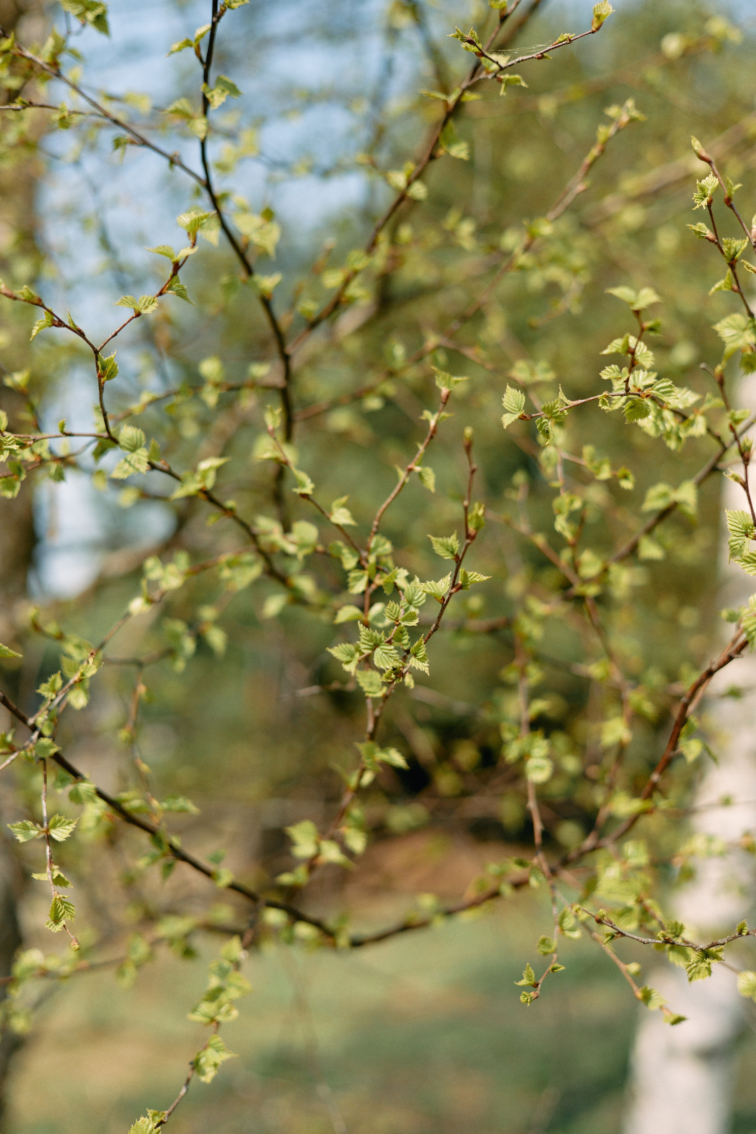 Бутик-отель Поле летом. Профессиональный Фотограф во Владимире, в Москве и в Суздале — Полина Романычева
